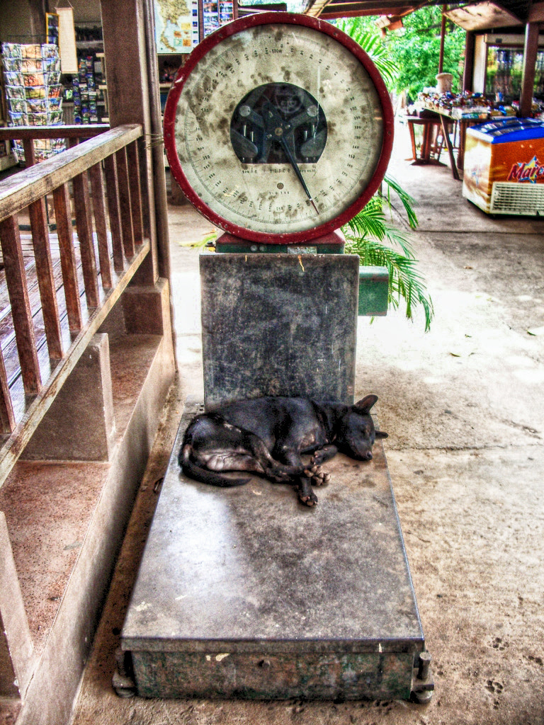 Pentax OPTIO S5Z sample photo. Dogs life photography