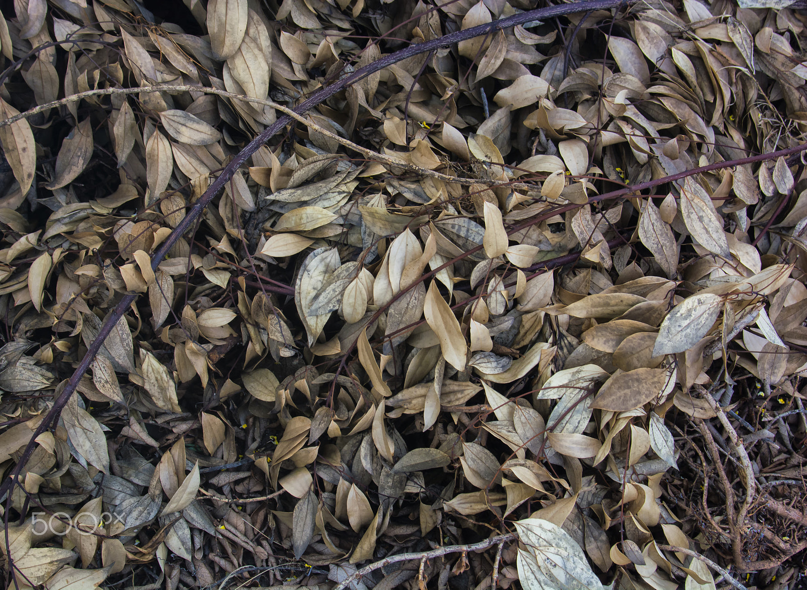 Nikon D5200 sample photo. Dead leaves/folhas mortas/hojas muertas photography