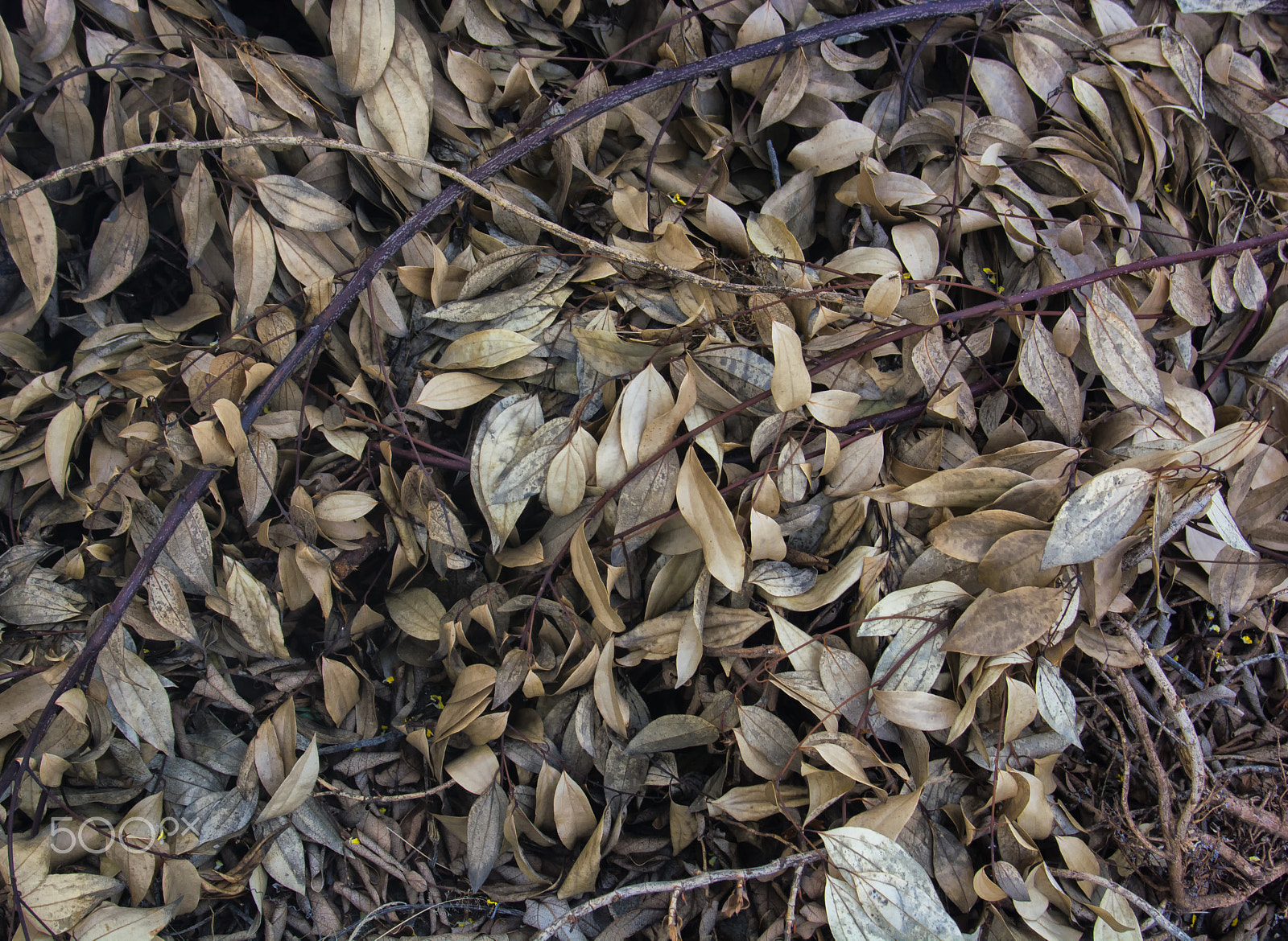 Nikon D5200 + Sigma 18-35mm F3.5-4.5 Aspherical sample photo. Dead leaves/folhas mortas/hojas muertas photography