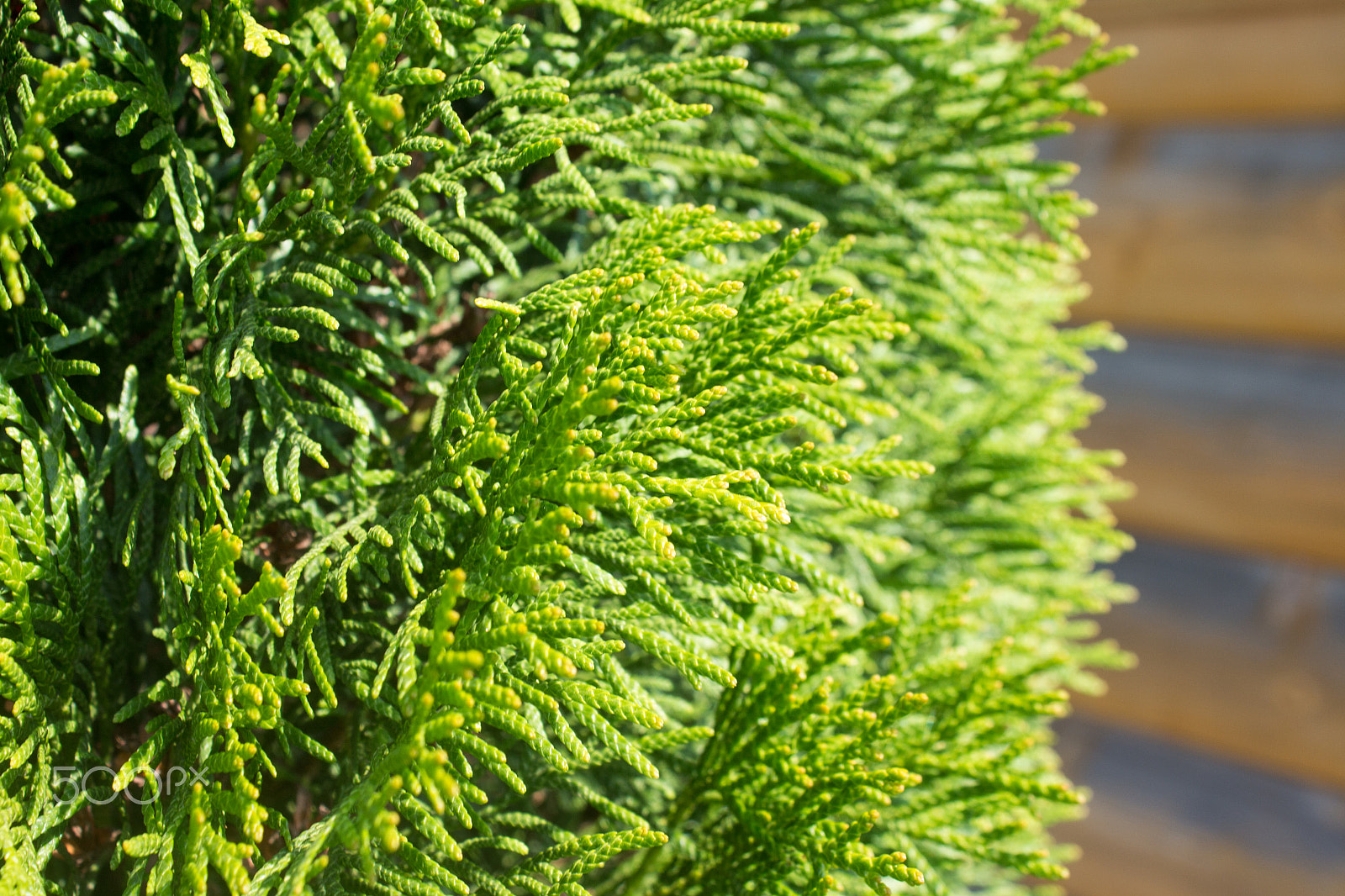 Canon EOS 650D (EOS Rebel T4i / EOS Kiss X6i) sample photo. Thuja in the garden photography