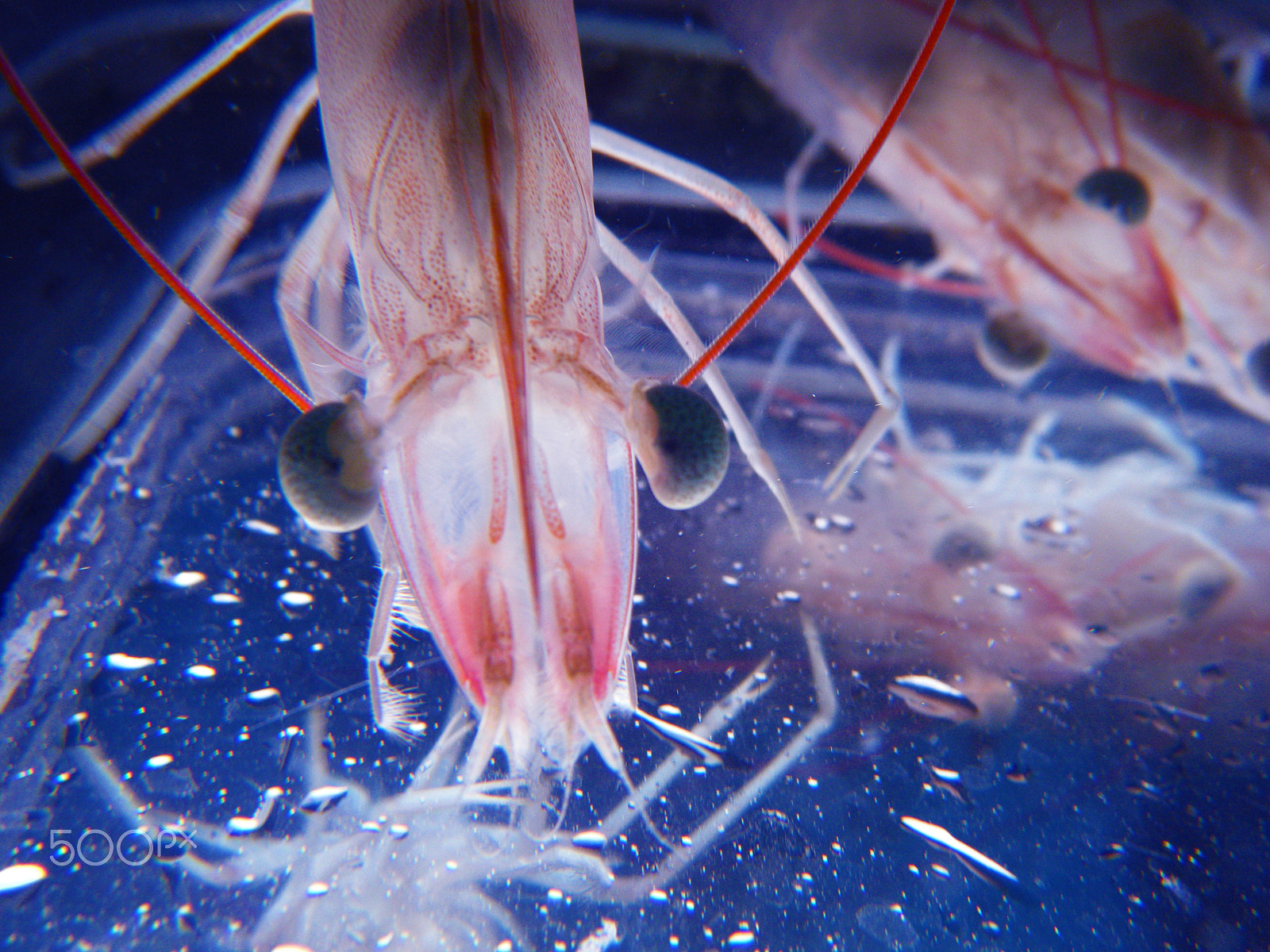 Fujifilm FinePix Z33WP sample photo. Shrimp photography