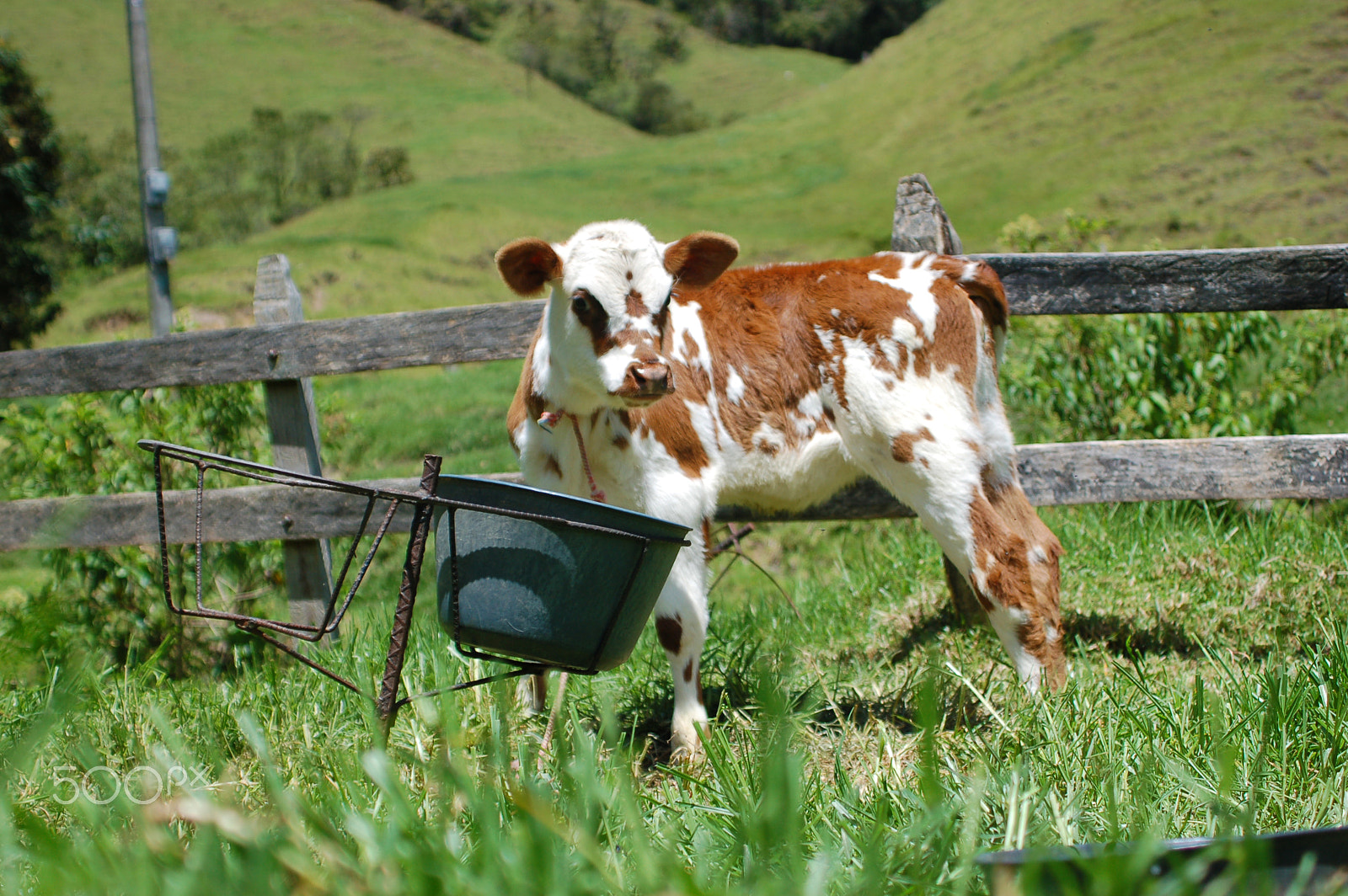 AF Zoom-Nikkor 35-135mm f/3.5-4.5 N sample photo. Cow photography