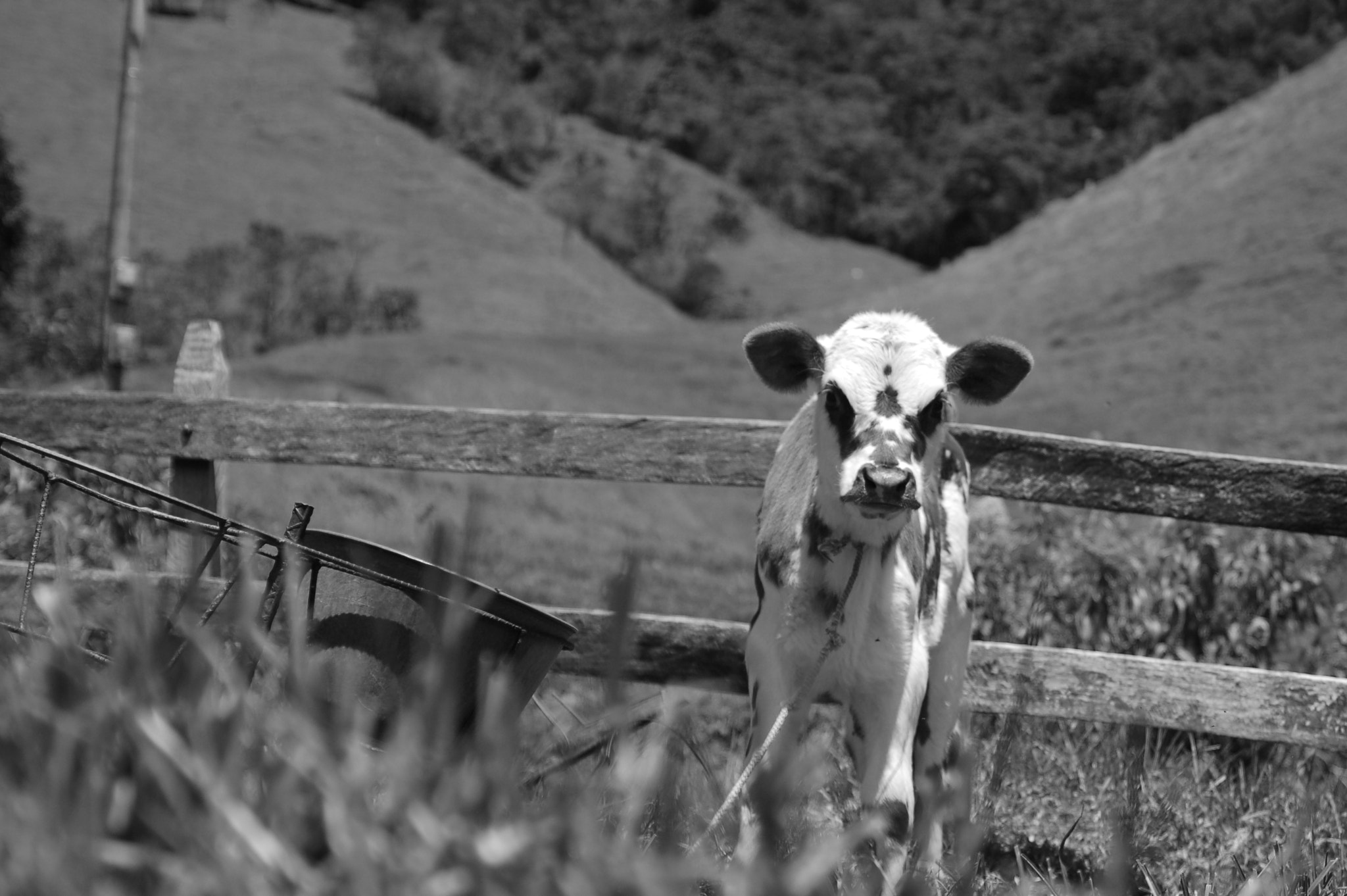 AF Zoom-Nikkor 35-135mm f/3.5-4.5 N sample photo. Little cow photography