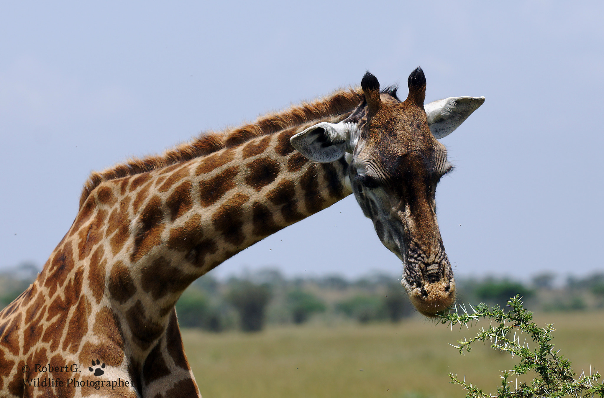 Sony SLT-A77 + Minolta/Sony AF 70-200mm F2.8 G sample photo. Eating giraffe photography