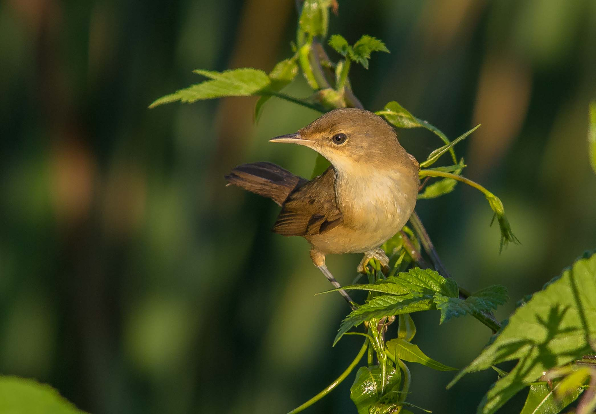 Sigma 100-300mm f/4 sample photo. Birdy photography