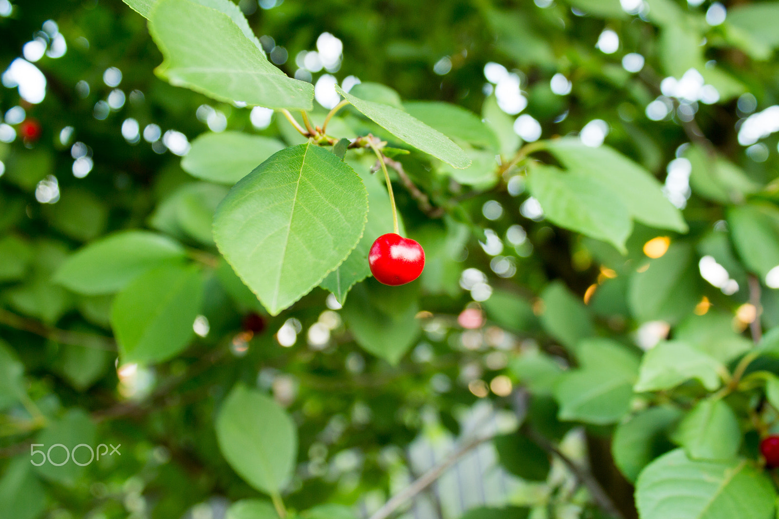 Canon EOS 650D (EOS Rebel T4i / EOS Kiss X6i) sample photo. Red cherry on the tree photography