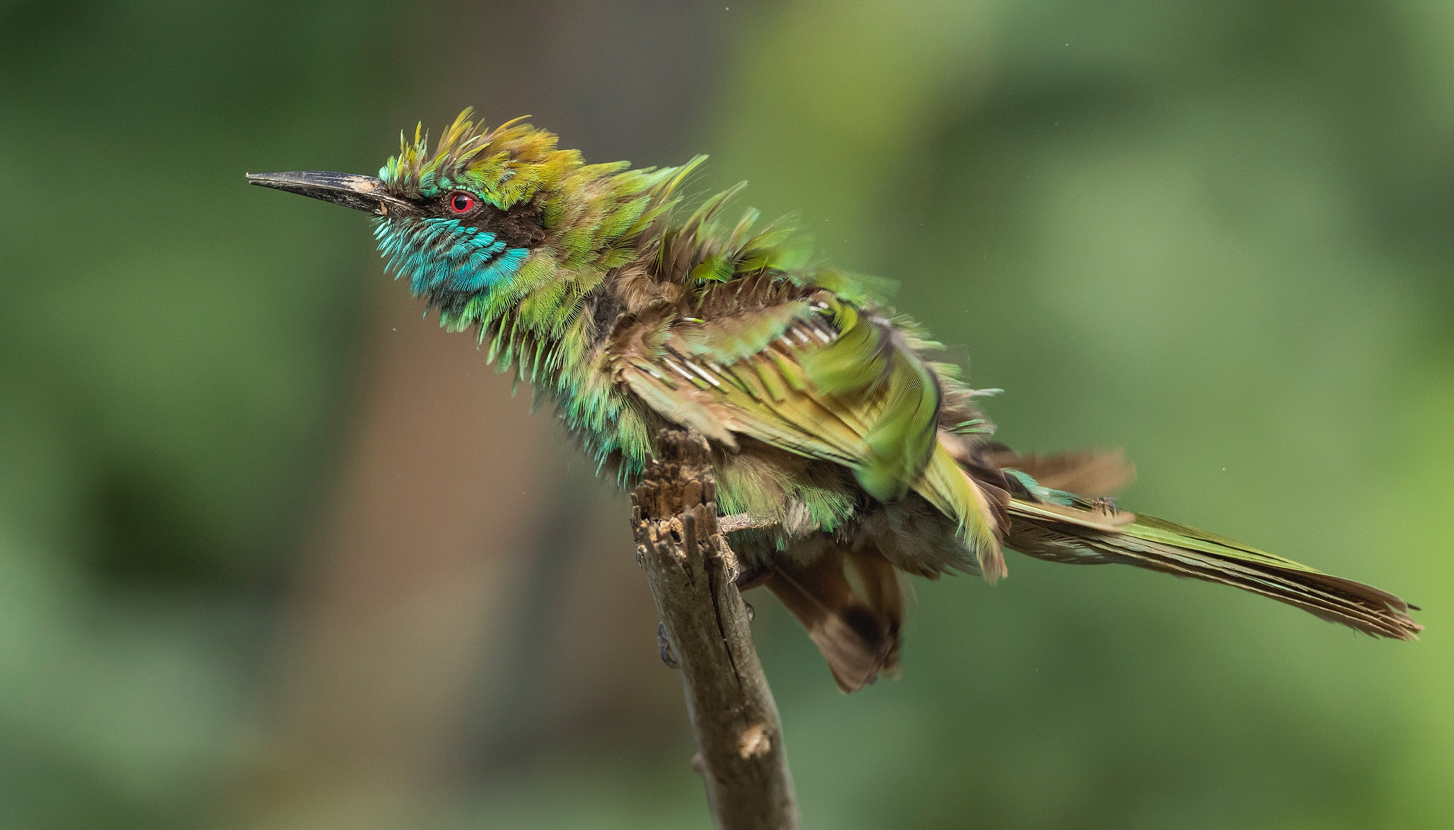 Canon EOS 7D Mark II + Canon EF 800mm F5.6L IS USM sample photo. Littel green bee - eater photography