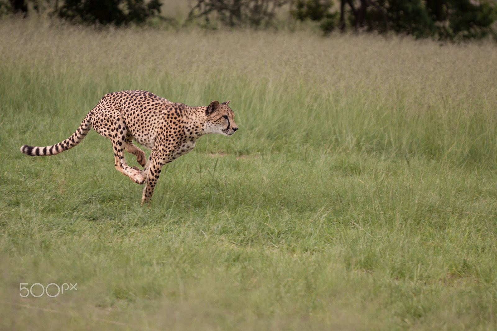Sigma APO Macro 150mm f/2.8 EX DG HSM sample photo. Cheetah photography