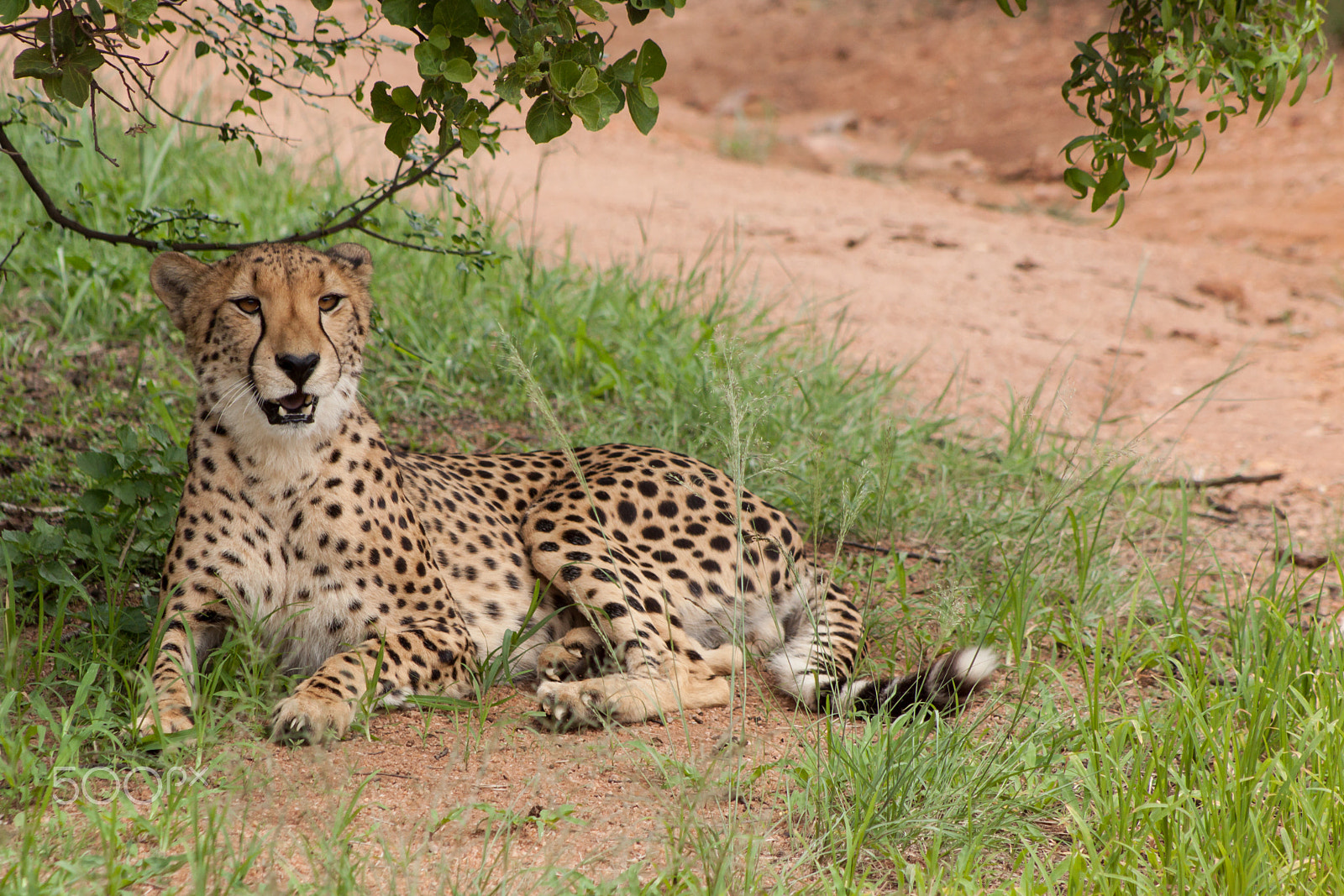 Canon EOS 50D + EF75-300mm f/4-5.6 sample photo.  cheetah  photography