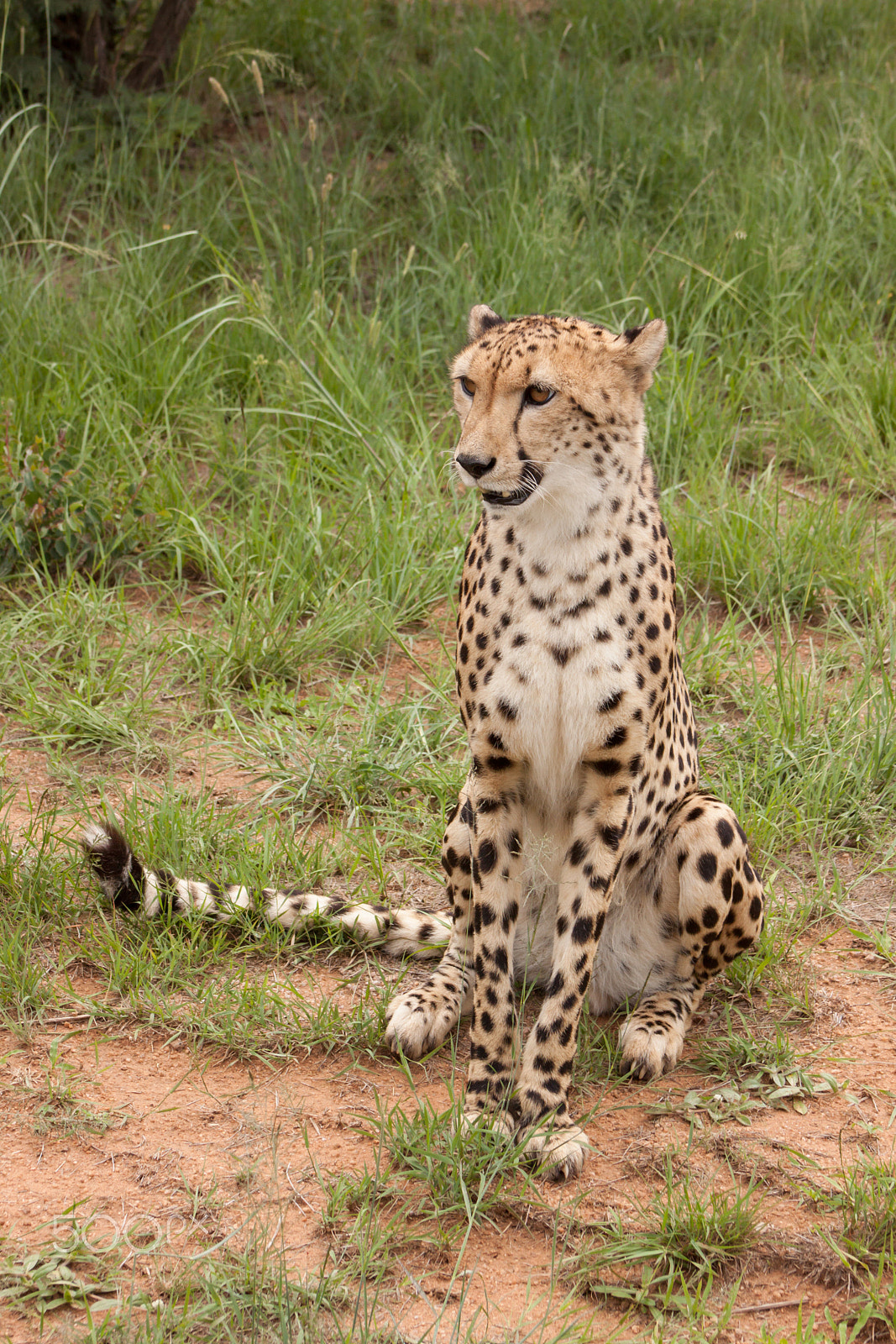 Canon EOS 50D + EF75-300mm f/4-5.6 sample photo. Cheetah. photography