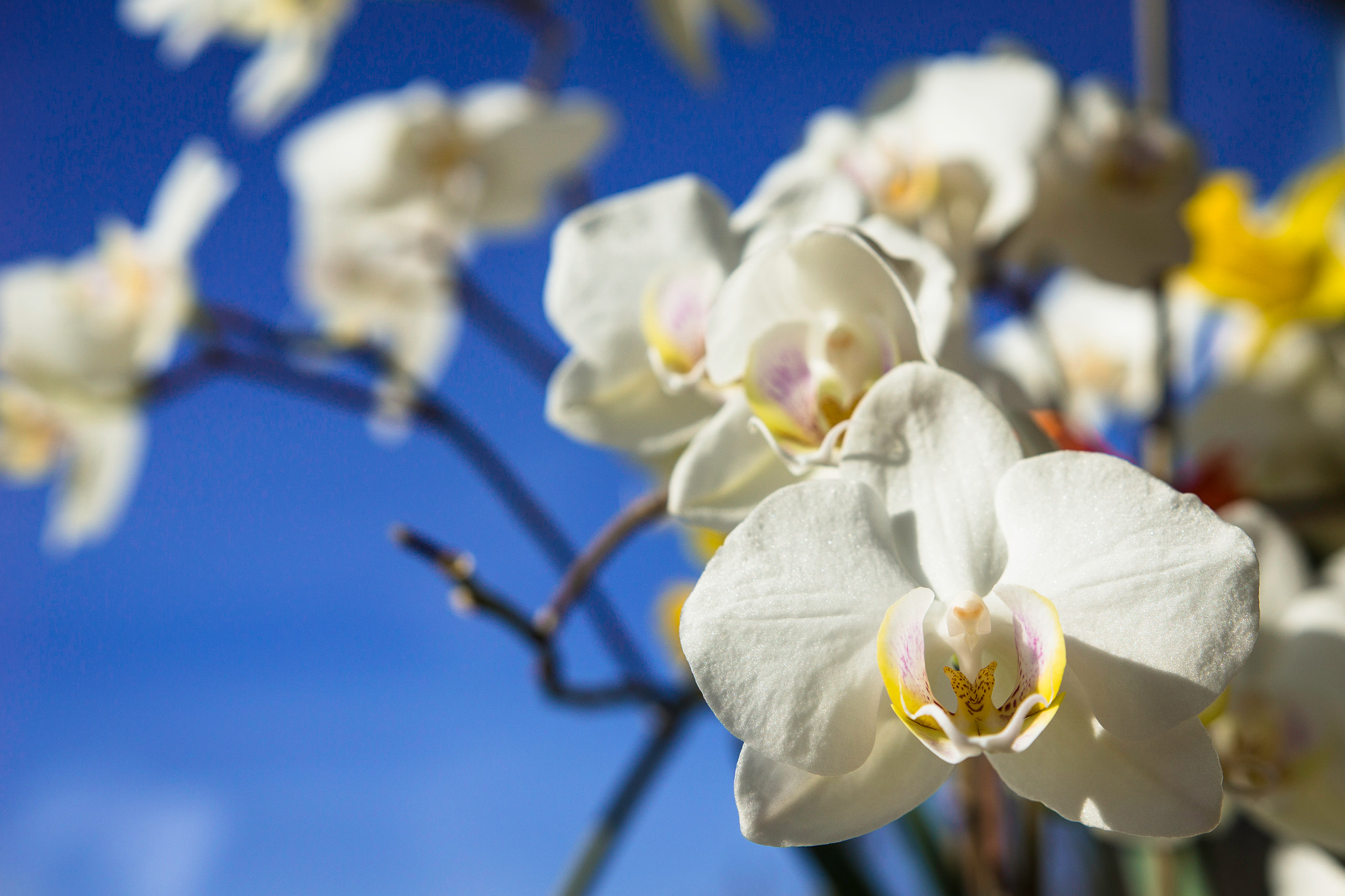 Sony a6000 + Sigma 18-35mm F1.8 DC HSM Art sample photo. Orchis photography