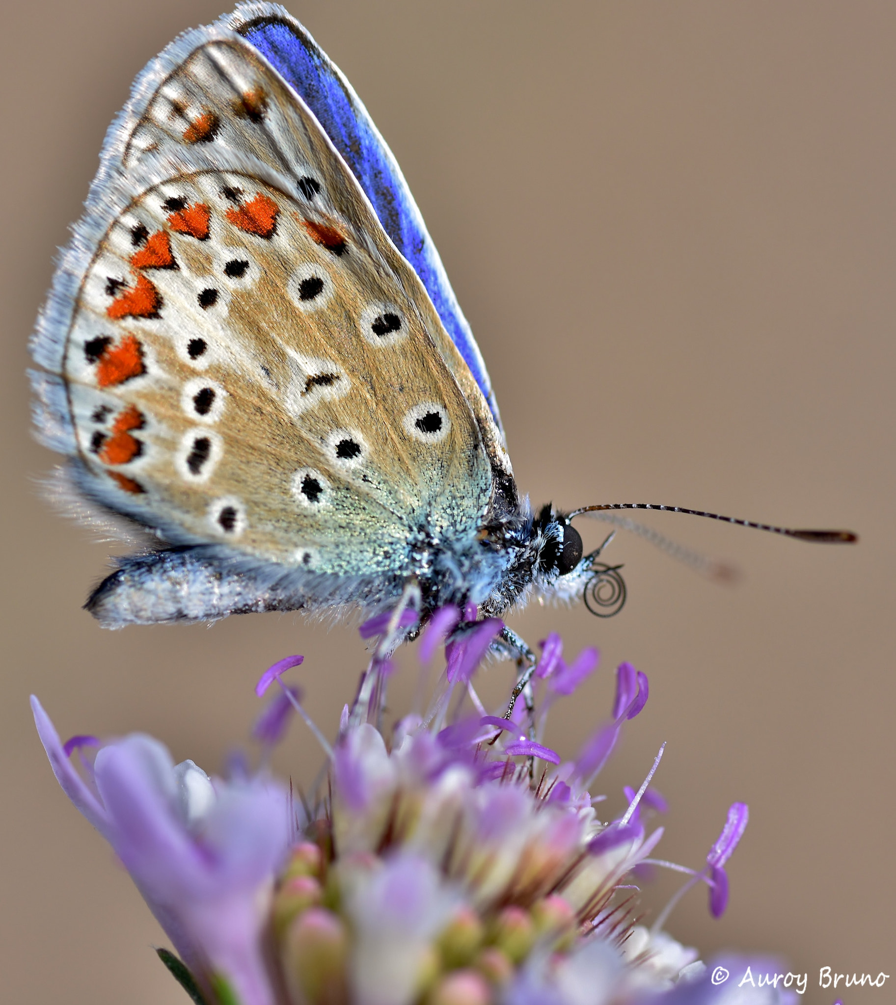 Nikon D7200 + Sigma 70mm F2.8 EX DG Macro sample photo. Dsc_2504.jpg photography