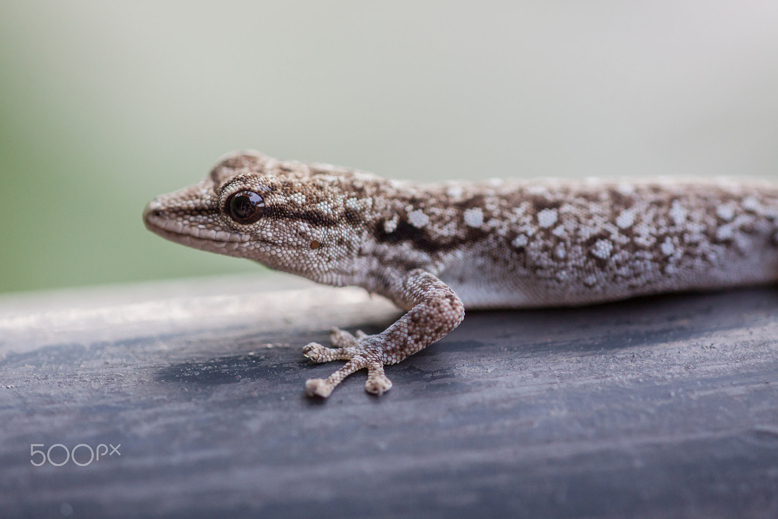 Sigma APO Macro 150mm f/2.8 EX DG HSM sample photo. C.coomans photography photography