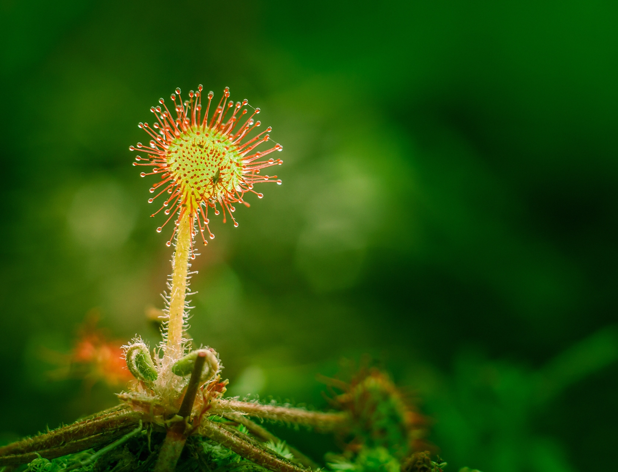 Canon EF 35-80mm f/4-5.6 sample photo. Sundew  photography