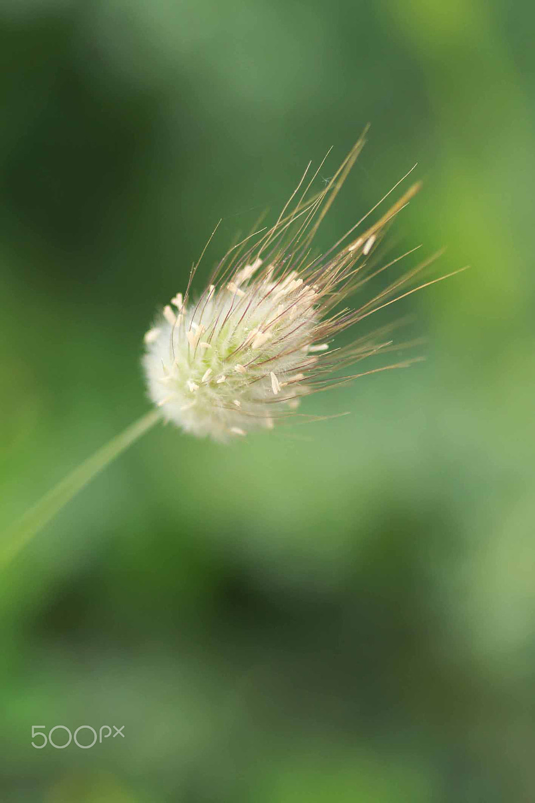 Canon EOS 7D + Sigma 105mm F2.8 EX DG Macro sample photo. Planta silvestre photography