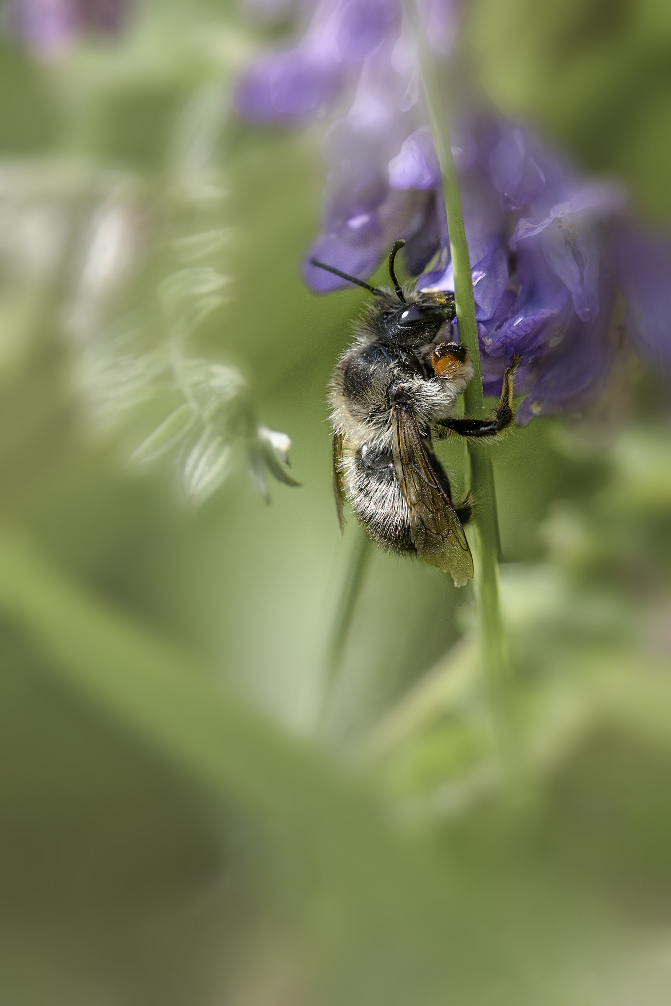 Nikon AF-S DX Micro-Nikkor 85mm F3.5G ED VR sample photo. Bee in repose photography