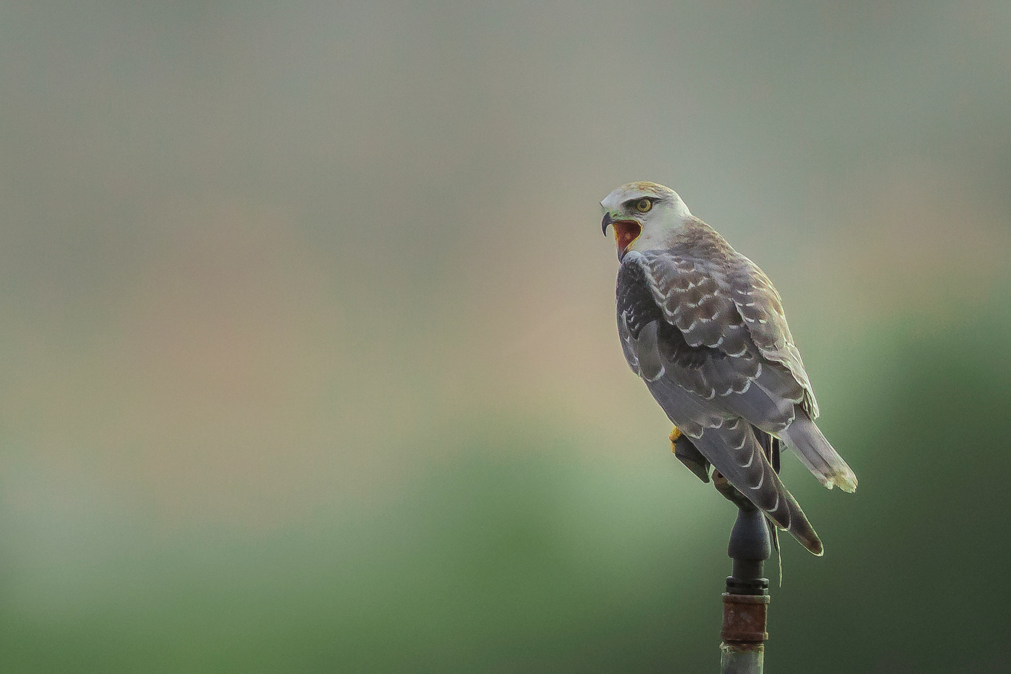 Canon EF 800mm F5.6L IS USM sample photo