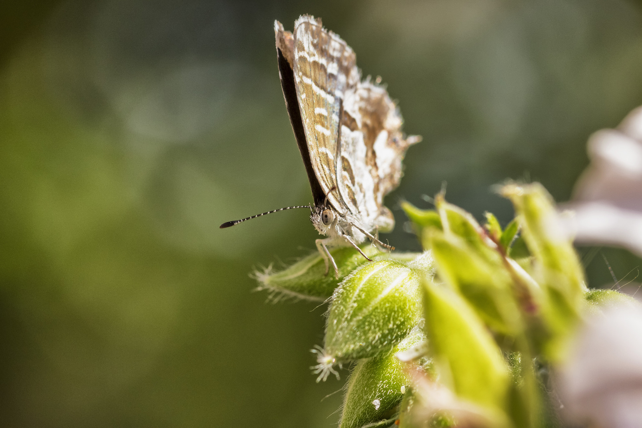 Sigma 105mm F2.8 EX DG OS HSM sample photo. Geranium bronze photography