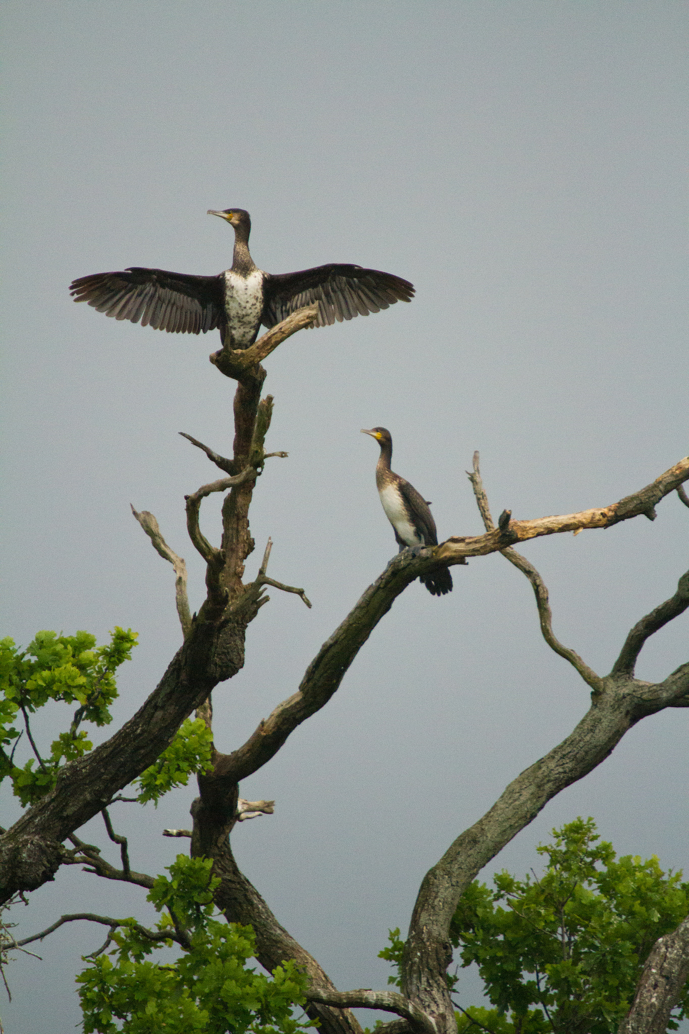 Sigma 50-500mm f/4-6.3 APO HSM EX sample photo. Cormorants photography