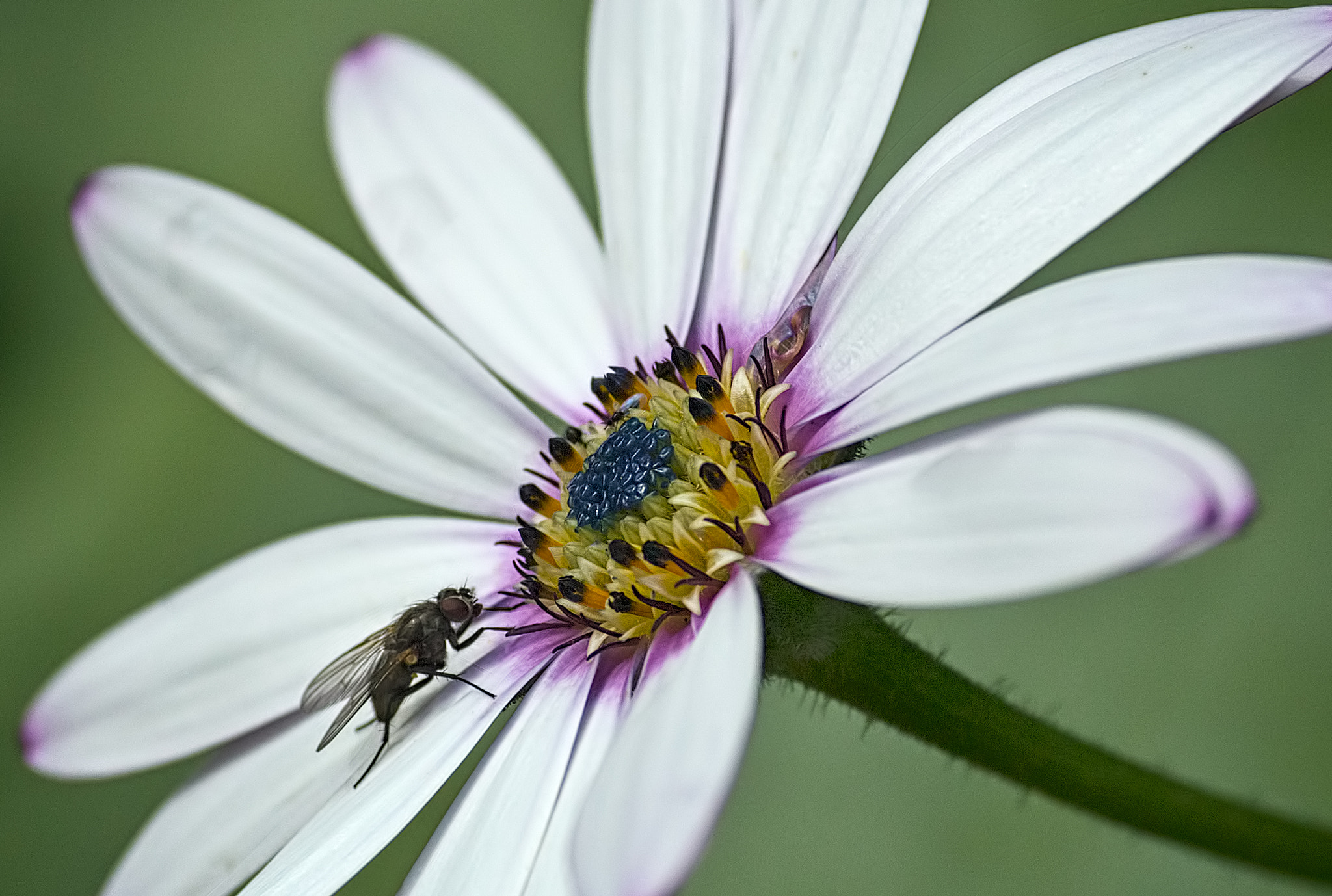 Canon EOS 6D + Tamron SP AF 90mm F2.8 Di Macro sample photo. Just visiting photography