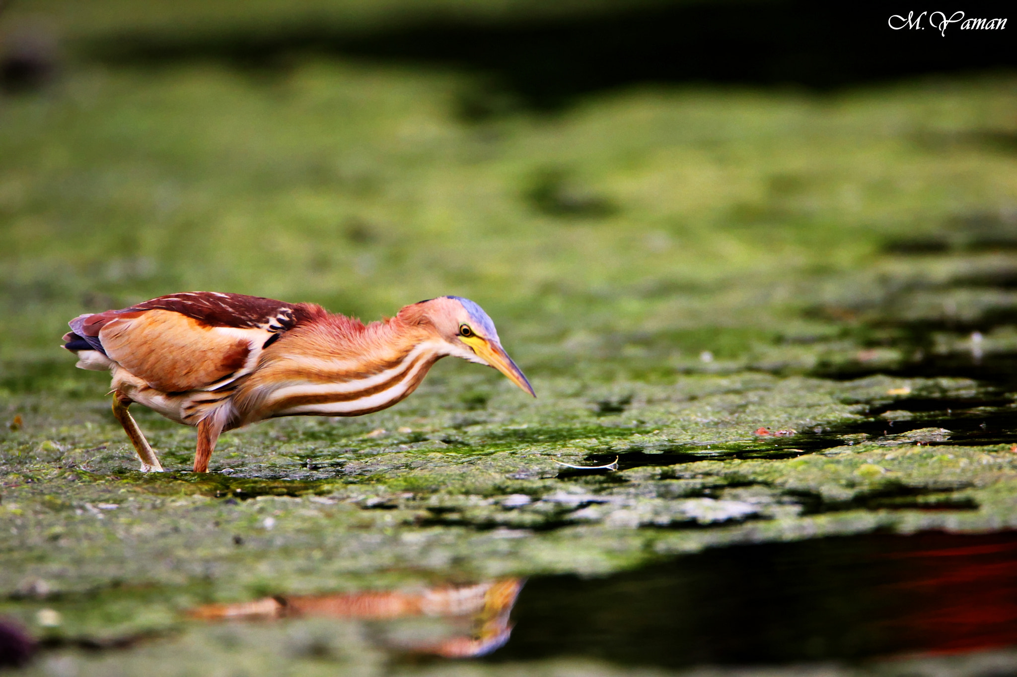 Tamron SP 150-600mm F5-6.3 Di VC USD sample photo. Küçük balaban - little bittern photography