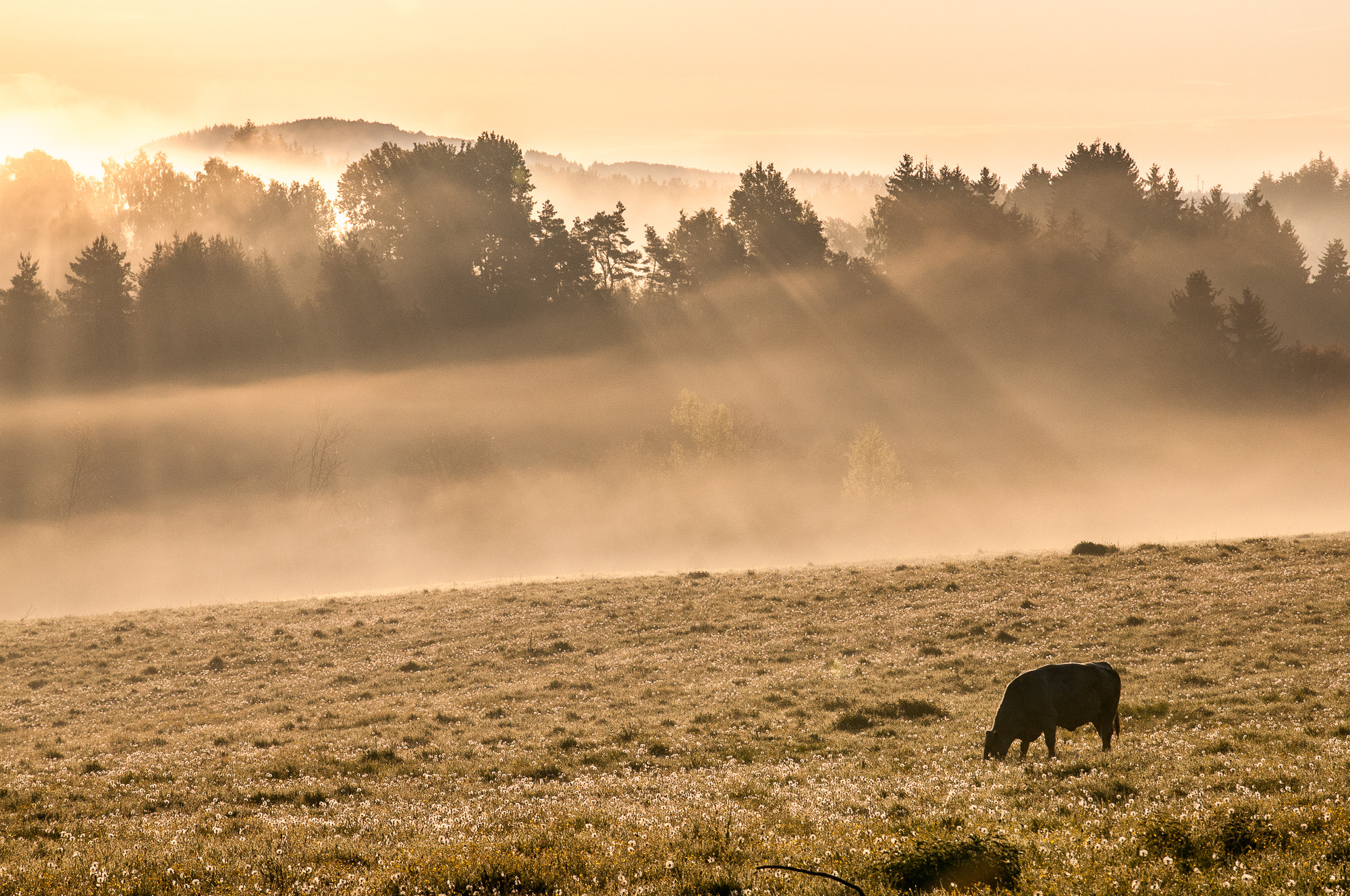 Sigma 50-150mm F2.8 EX APO DC HSM sample photo. Morning pasture photography