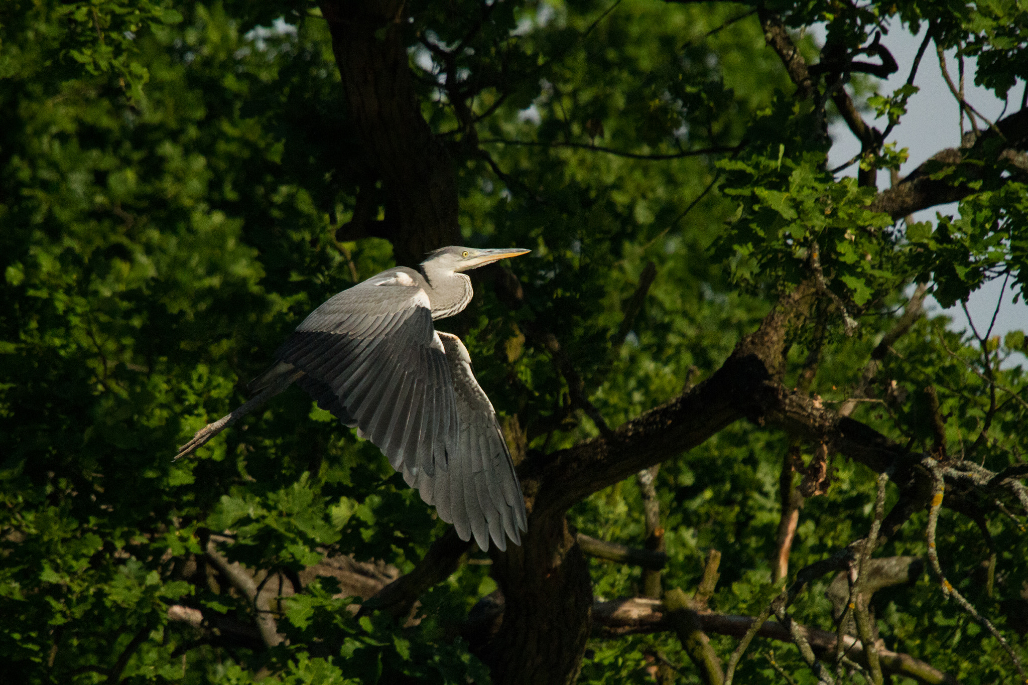 Sigma 50-500mm f/4-6.3 APO HSM EX sample photo. Heron photography