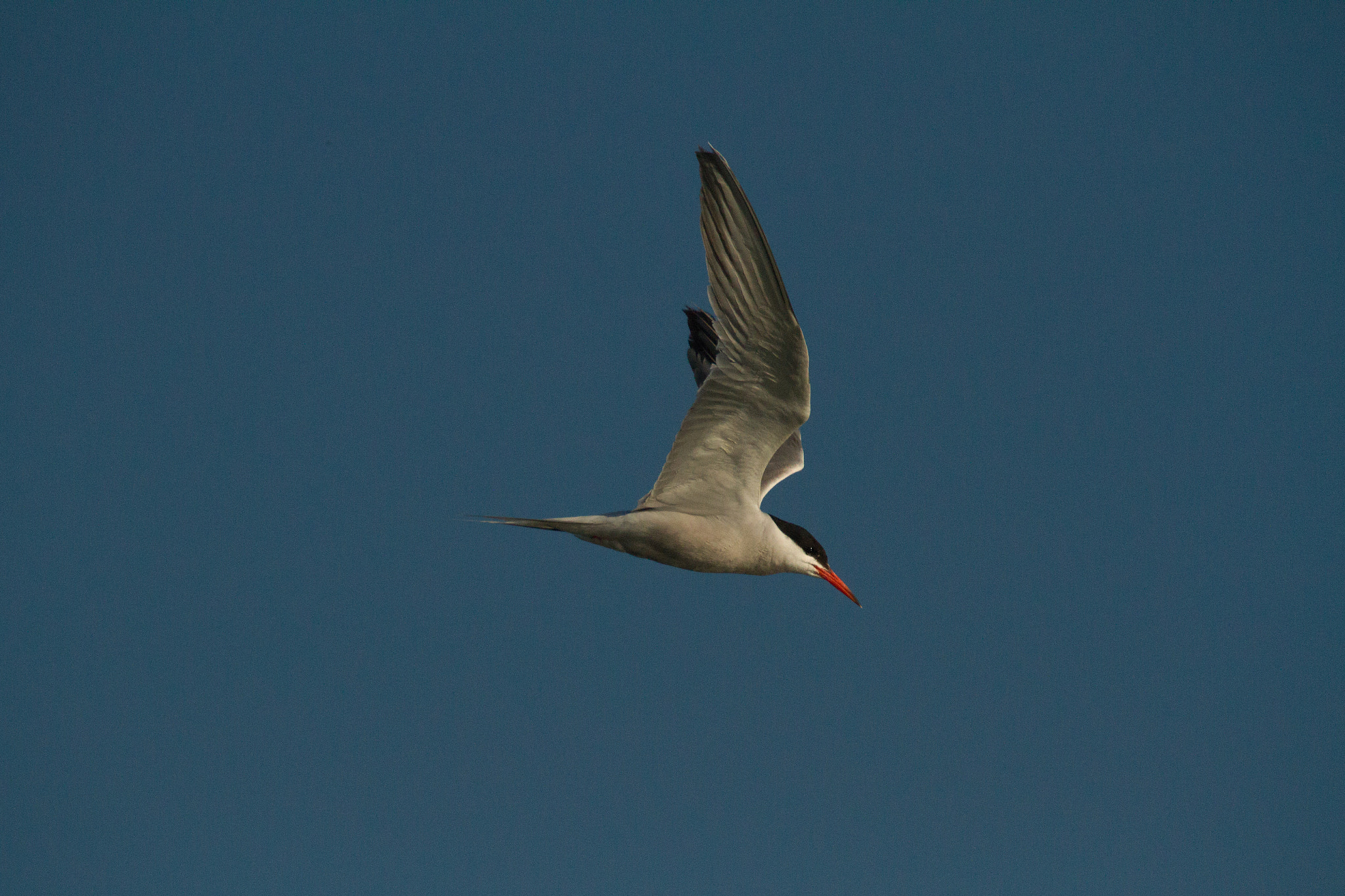 Sigma 50-500mm f/4-6.3 APO HSM EX sample photo. Tern photography