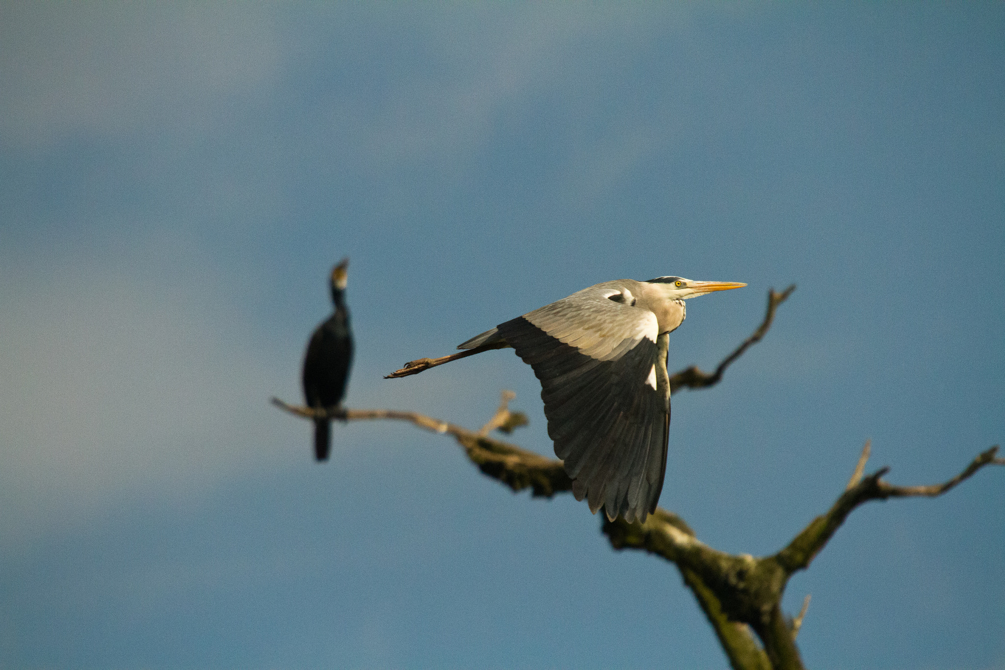 Sigma 50-500mm f/4-6.3 APO HSM EX sample photo. Heron photography