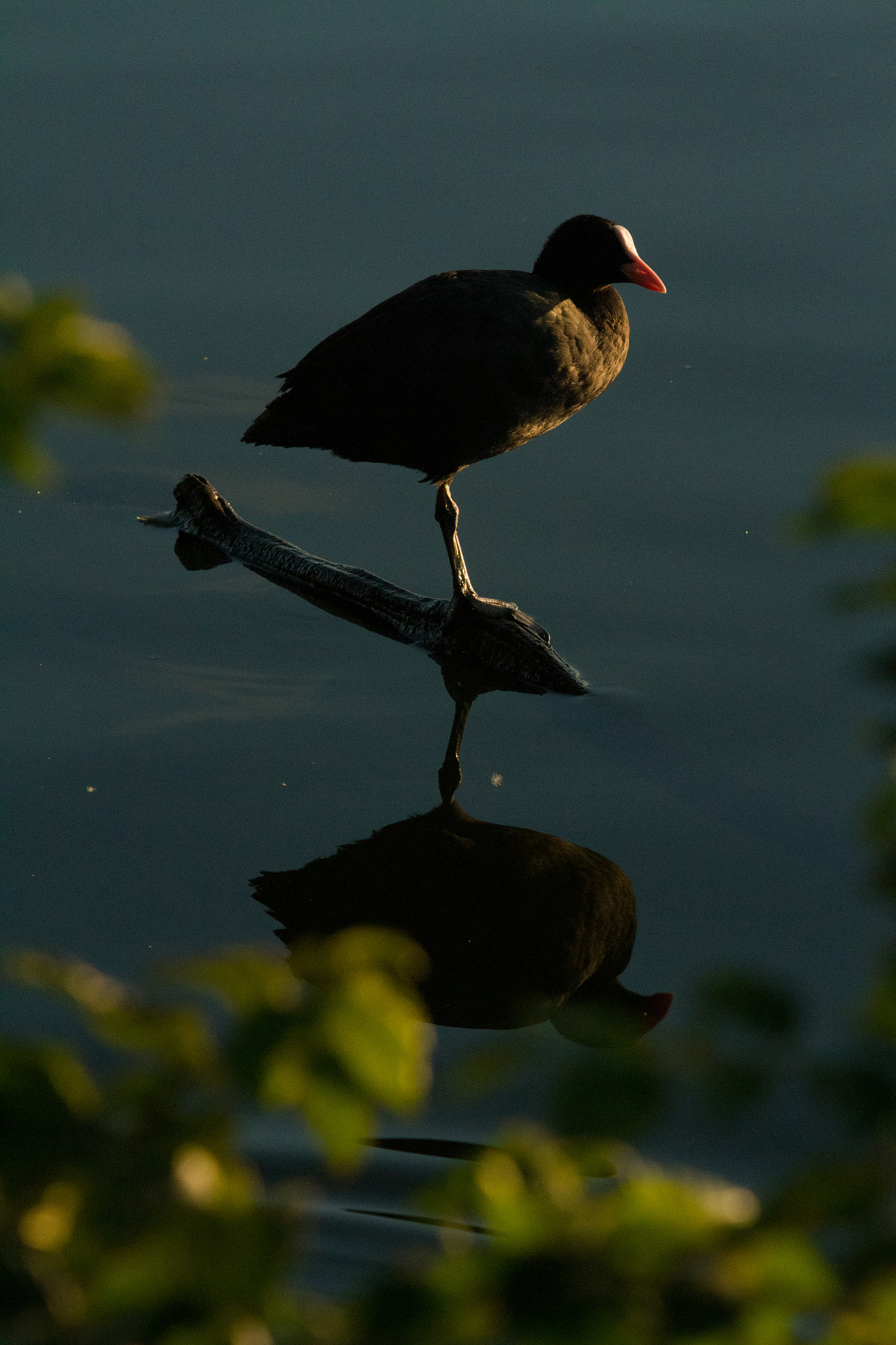 Sigma 50-500mm f/4-6.3 APO HSM EX sample photo. Coot photography