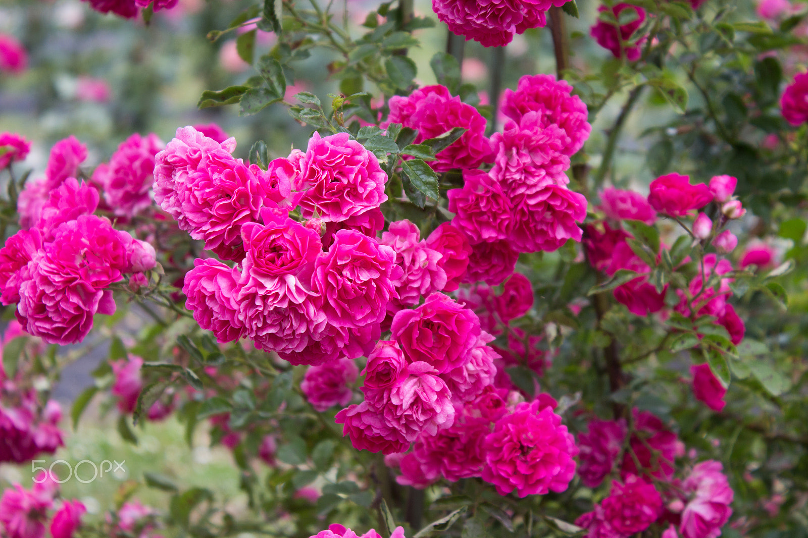 Canon EOS 650D (EOS Rebel T4i / EOS Kiss X6i) sample photo. Beautiful bushes of pink roses photography