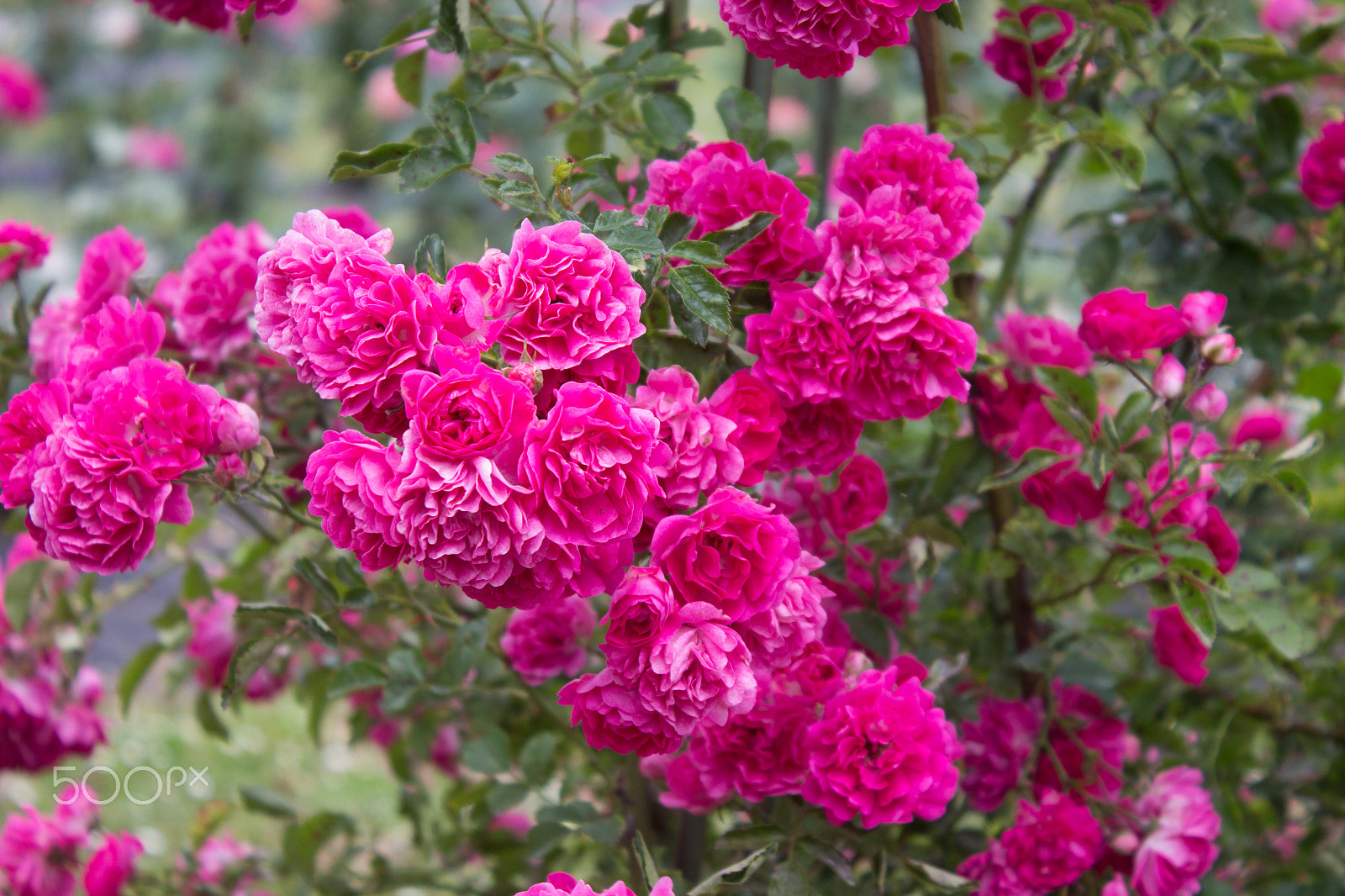 Canon EOS 650D (EOS Rebel T4i / EOS Kiss X6i) sample photo. Beautiful bushes of pink roses photography