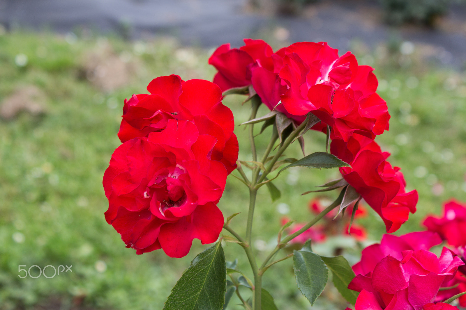 Canon EOS 650D (EOS Rebel T4i / EOS Kiss X6i) sample photo. Beautiful red roses photography