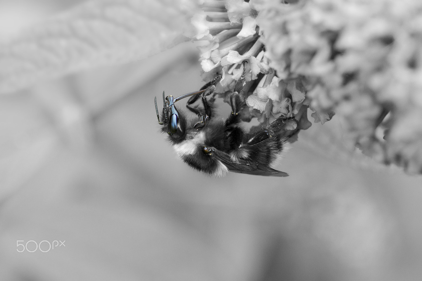 Nikon AF-S DX Micro Nikkor 40mm F2.8 sample photo. Bee machine photography