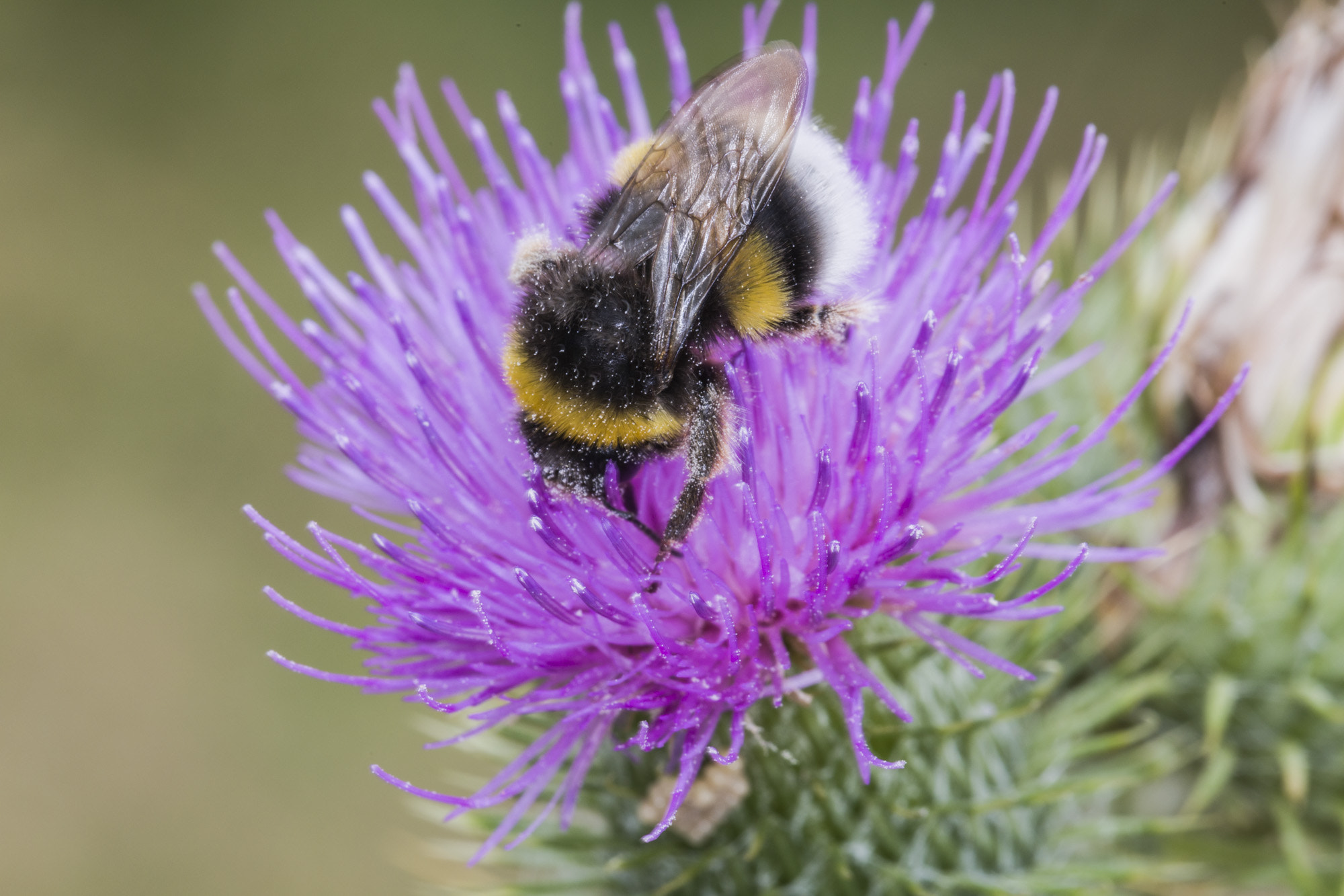 Canon EOS 5DS + Canon EF 100mm F2.8L Macro IS USM sample photo. Carduus crispus with bumble bee photography
