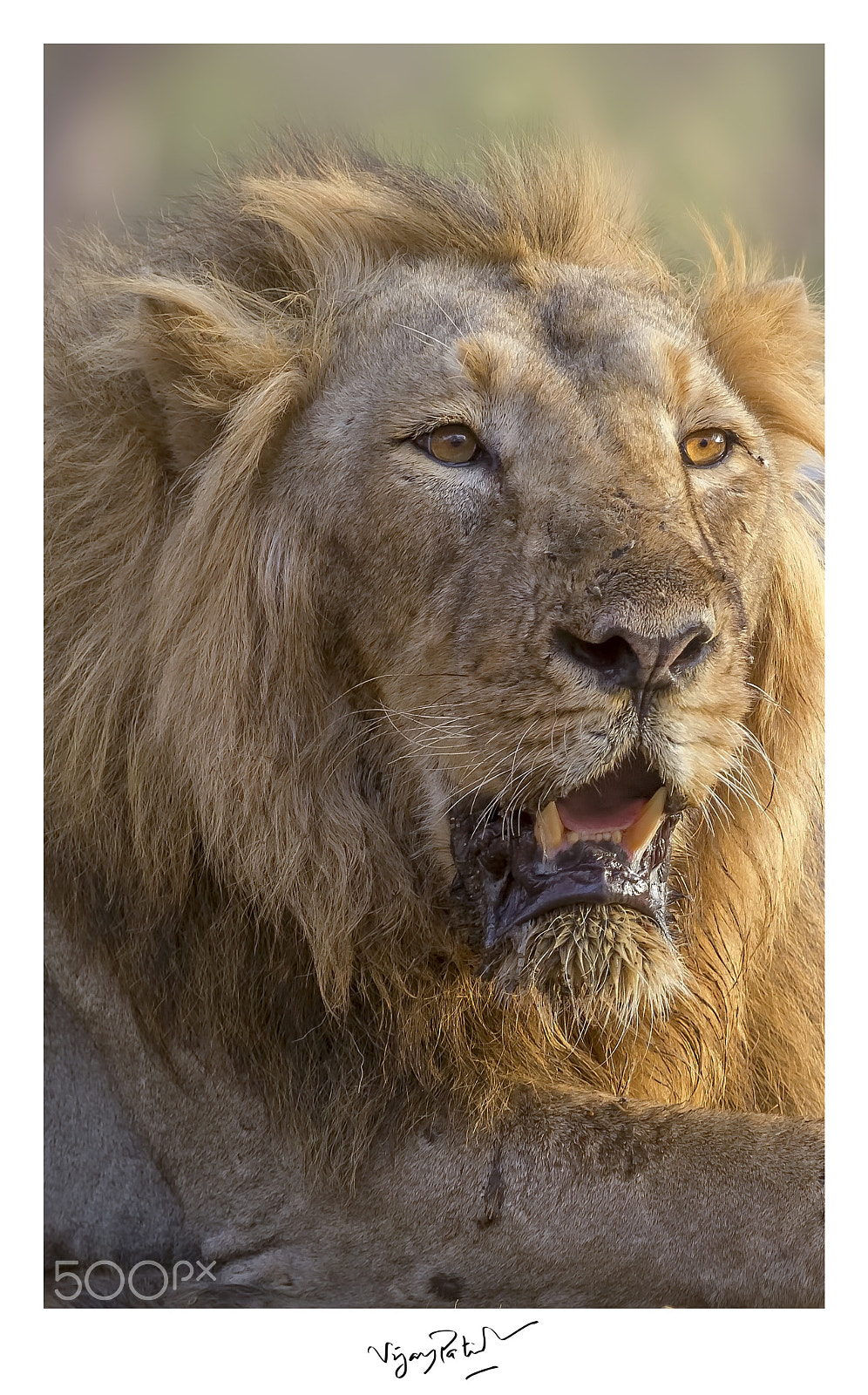 Canon EF 100-400mm F4.5-5.6L IS USM sample photo. King of gir !! photography