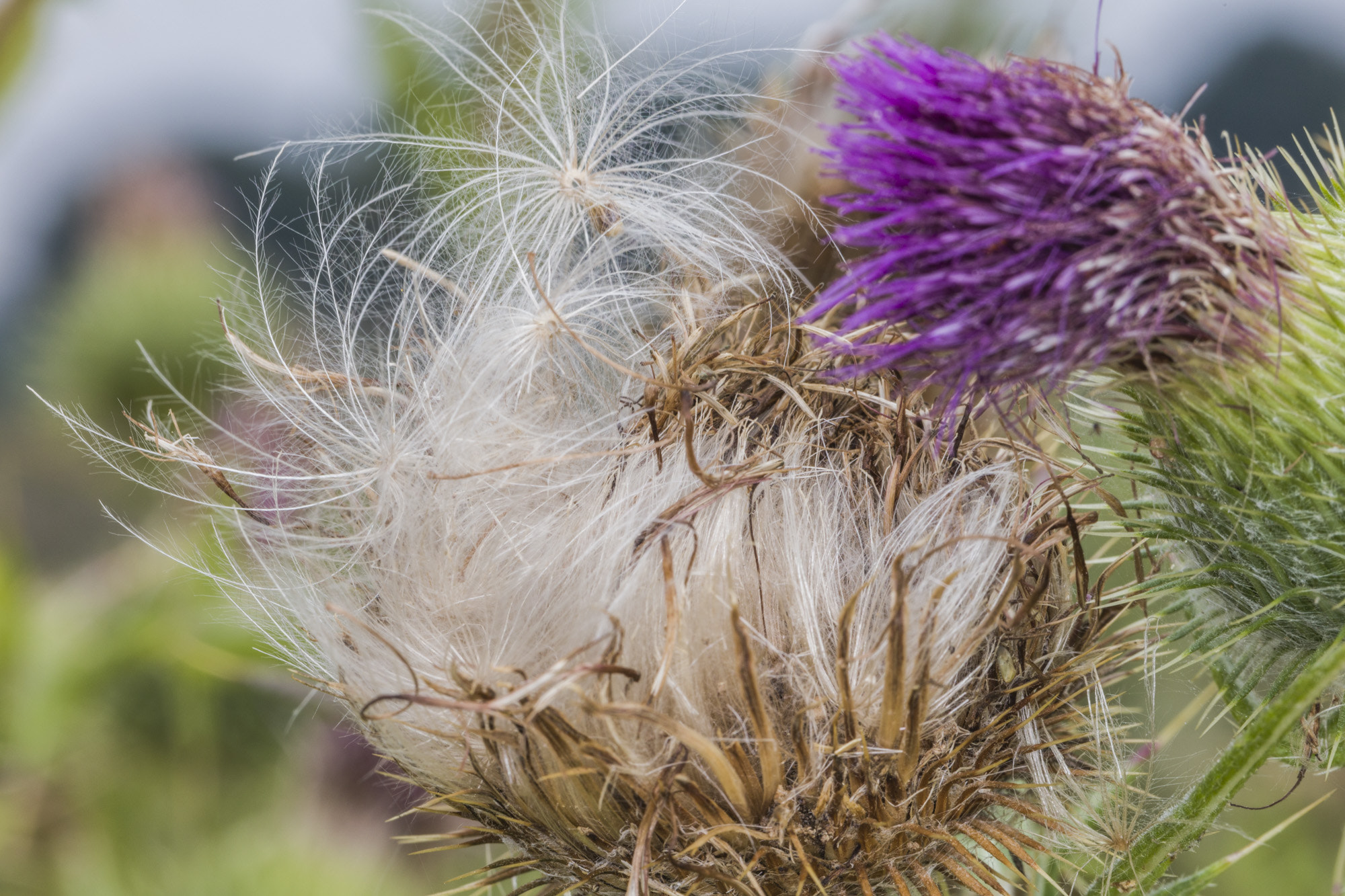 Canon EOS 5DS + Canon EF 100mm F2.8L Macro IS USM sample photo. Carduus crispus photography