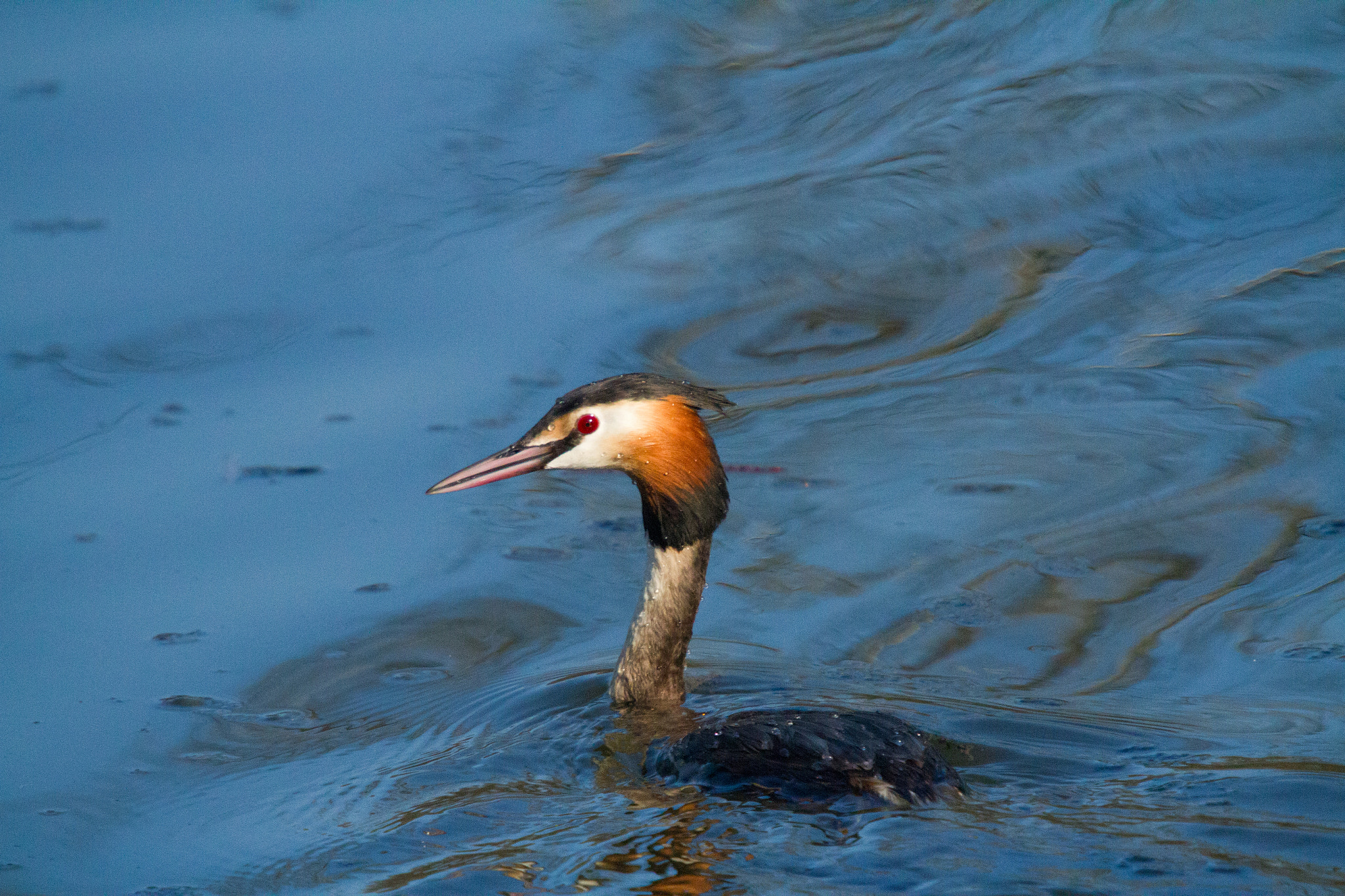 Canon EOS 7D + Sigma 50-500mm f/4-6.3 APO HSM EX sample photo. Great crested grebe photography