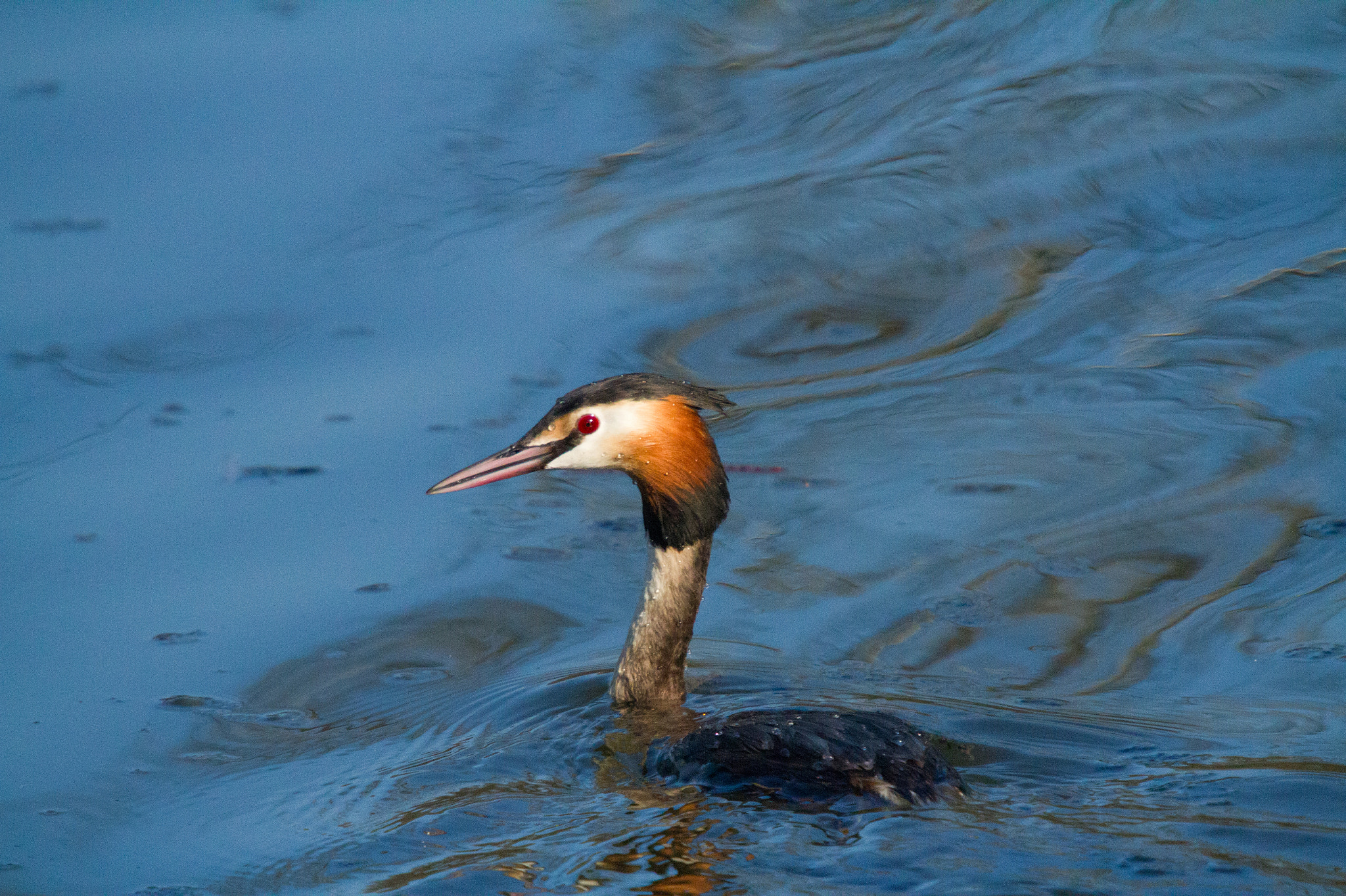 Sigma 50-500mm f/4-6.3 APO HSM EX sample photo. Great crested grebe photography