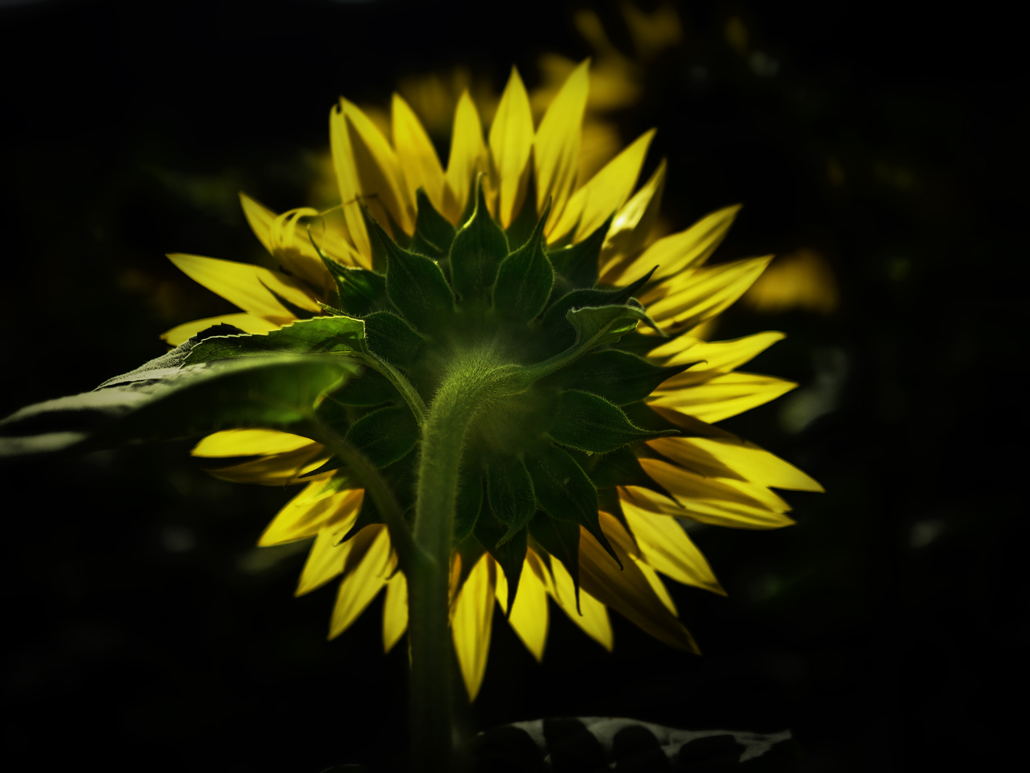 Panasonic Lumix DMC-GM5 + Panasonic Leica DG Summilux 25mm F1.4 II ASPH sample photo. Sunflower ii photography