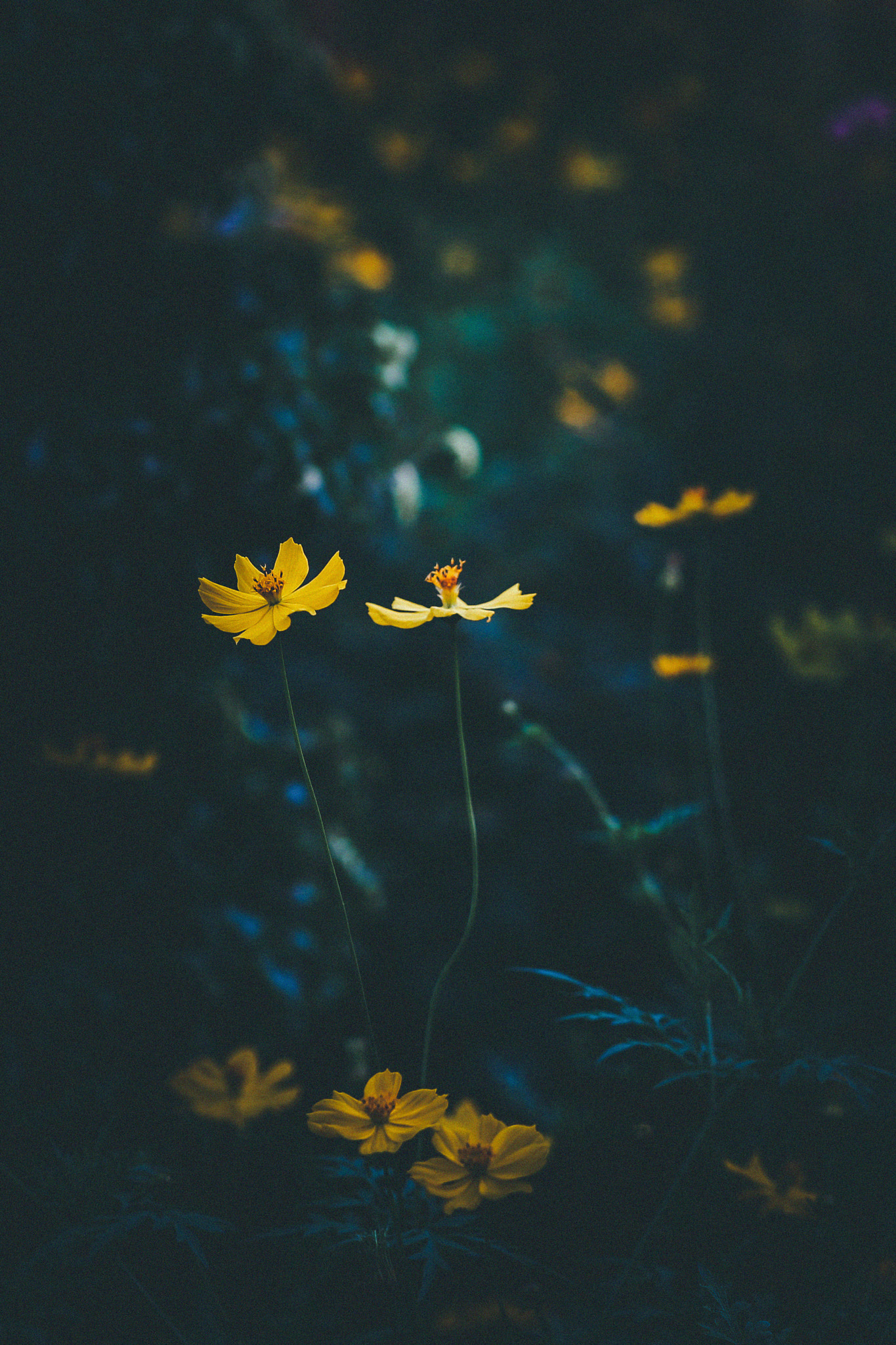Canon EF 100mm F2.0 USM sample photo. F9 photography