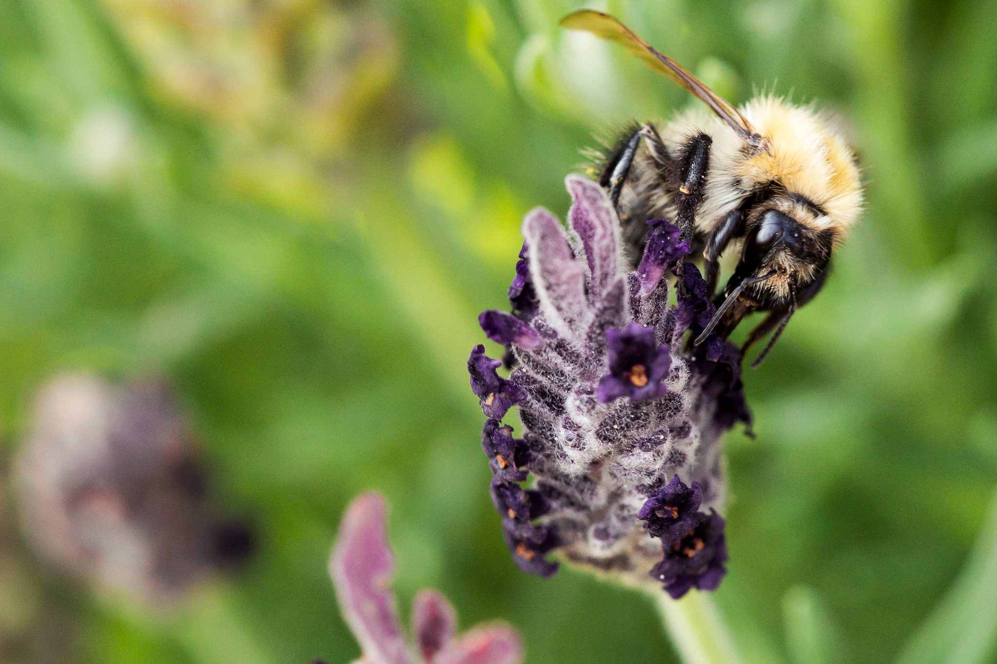 Canon EF 100mm F2.8 Macro USM sample photo. Bee on lavender photography