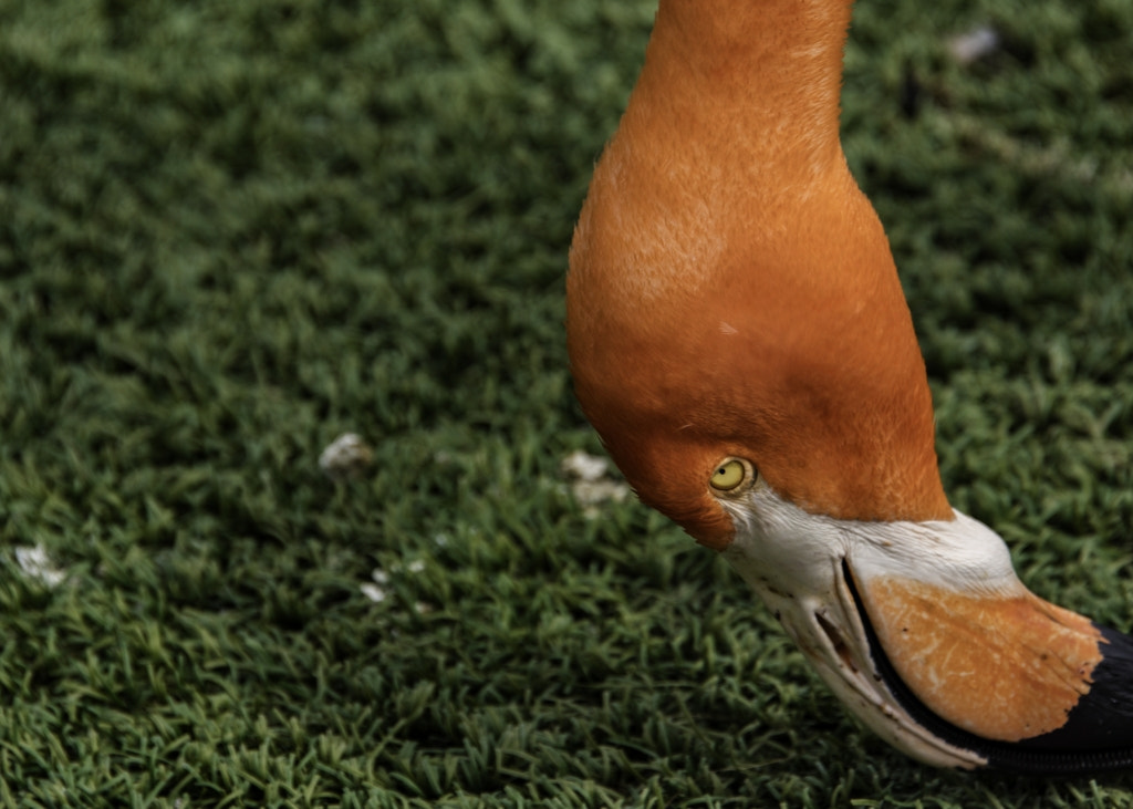 Nikon D500 sample photo. The flamingos in the park photography