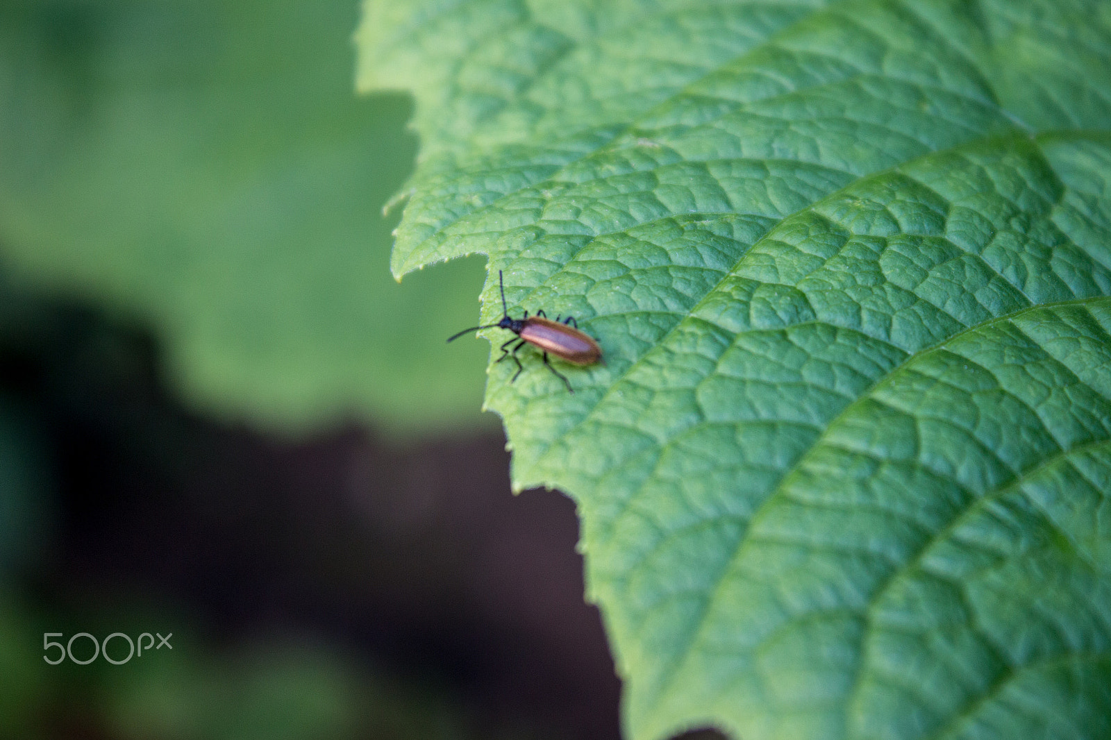 Canon EOS 650D (EOS Rebel T4i / EOS Kiss X6i) sample photo. Beetle on the leaf photography