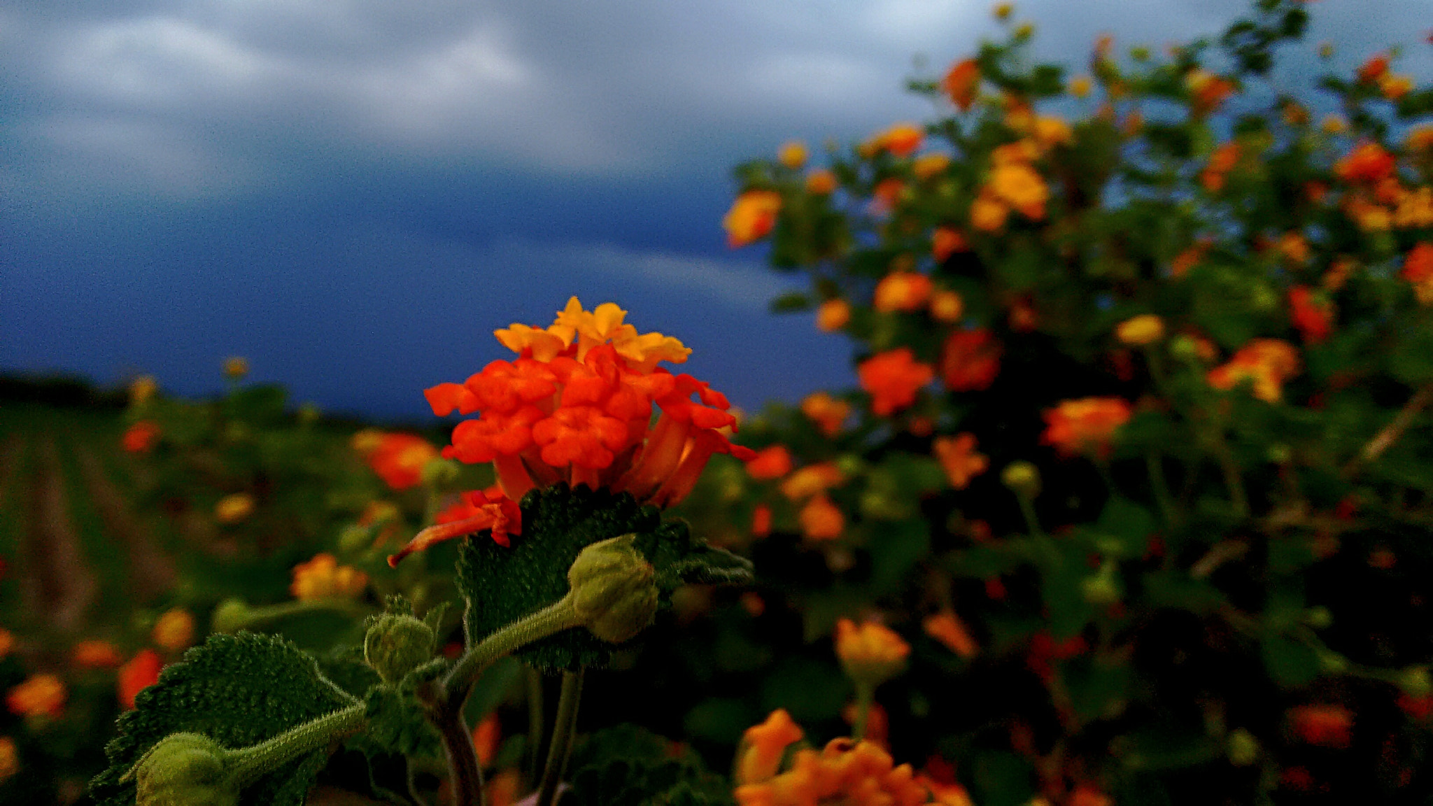 Motorola XT1063 sample photo. Beautiful flower under a dead sky... photography