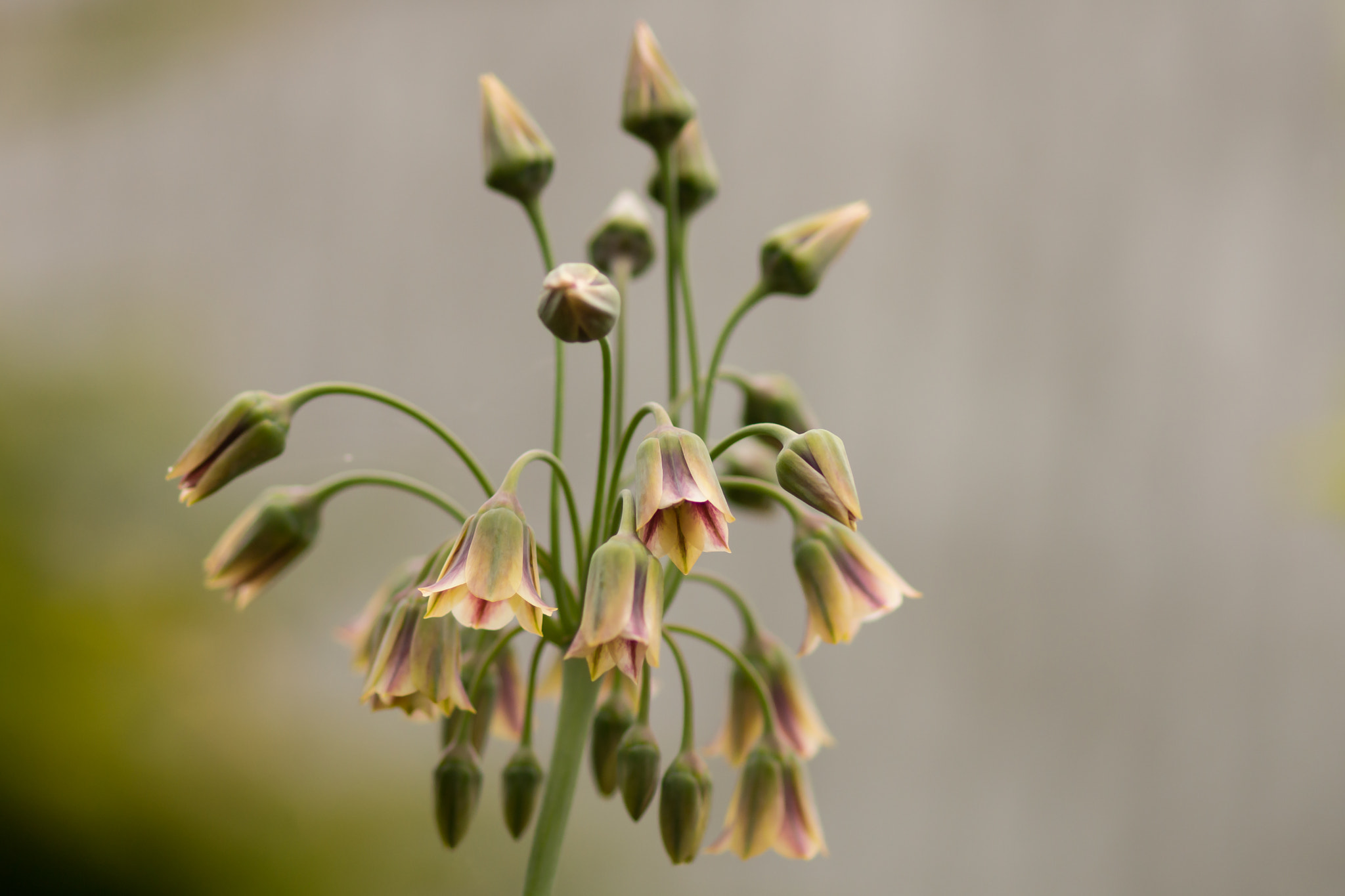 Sony SLT-A77 + Sony 100mm F2.8 Macro sample photo. Allium bulgaricum. photography