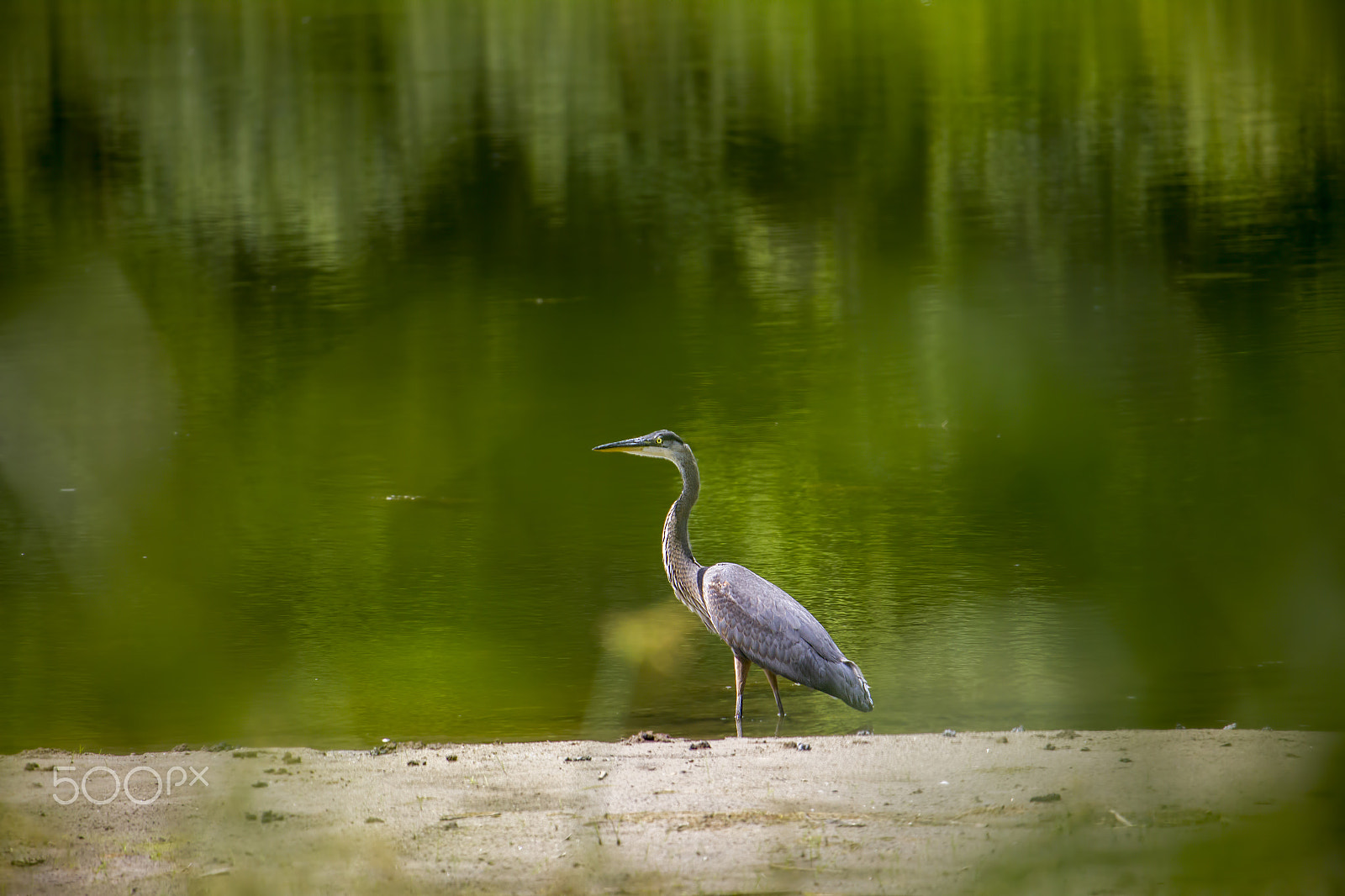 Canon EF-S 55-250mm F4-5.6 IS STM sample photo. Elusive heron photography