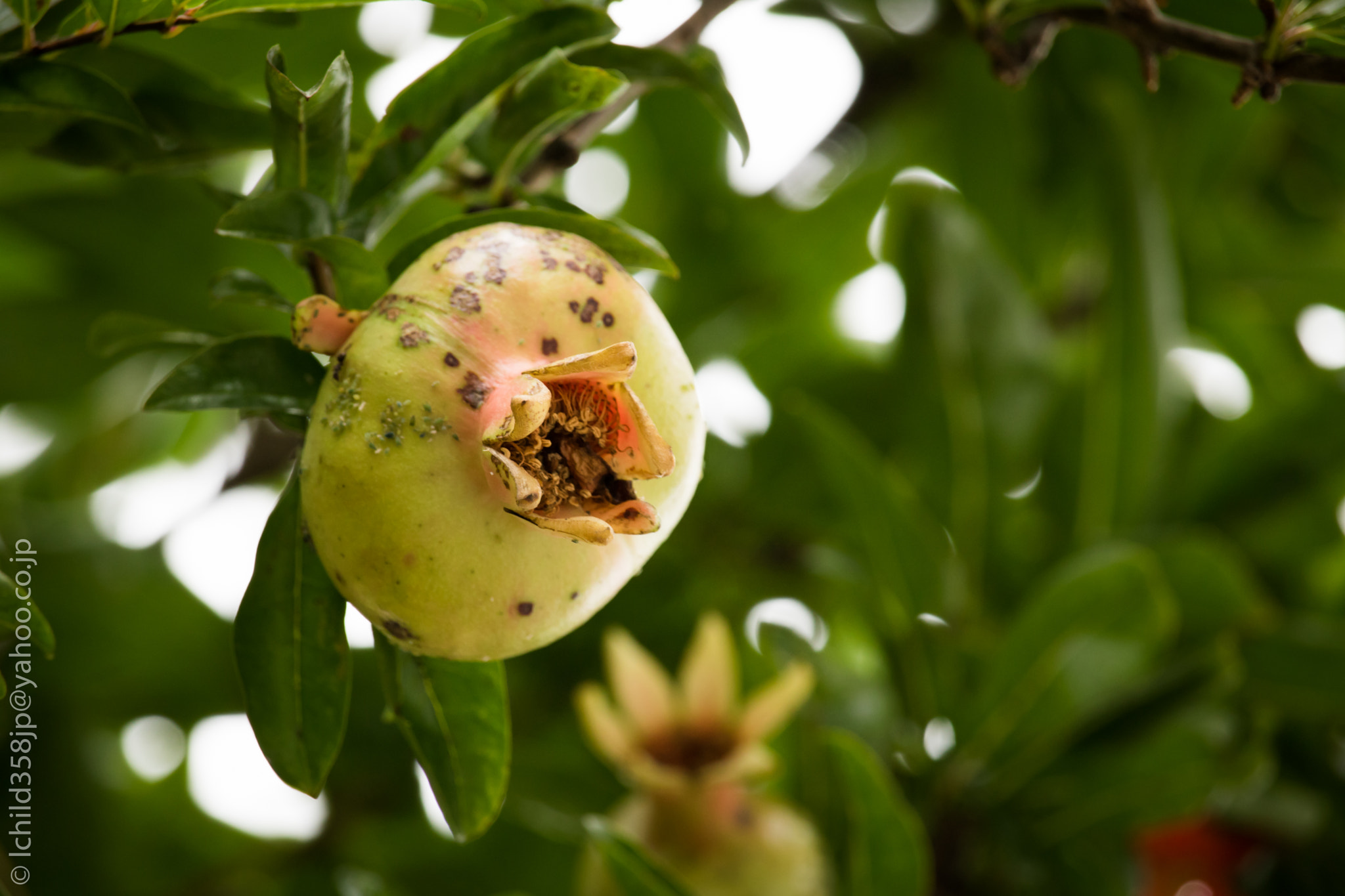 Canon EOS 760D (EOS Rebel T6s / EOS 8000D) + Canon EF-S 55-250mm F4-5.6 IS STM sample photo. Pomegranates photography