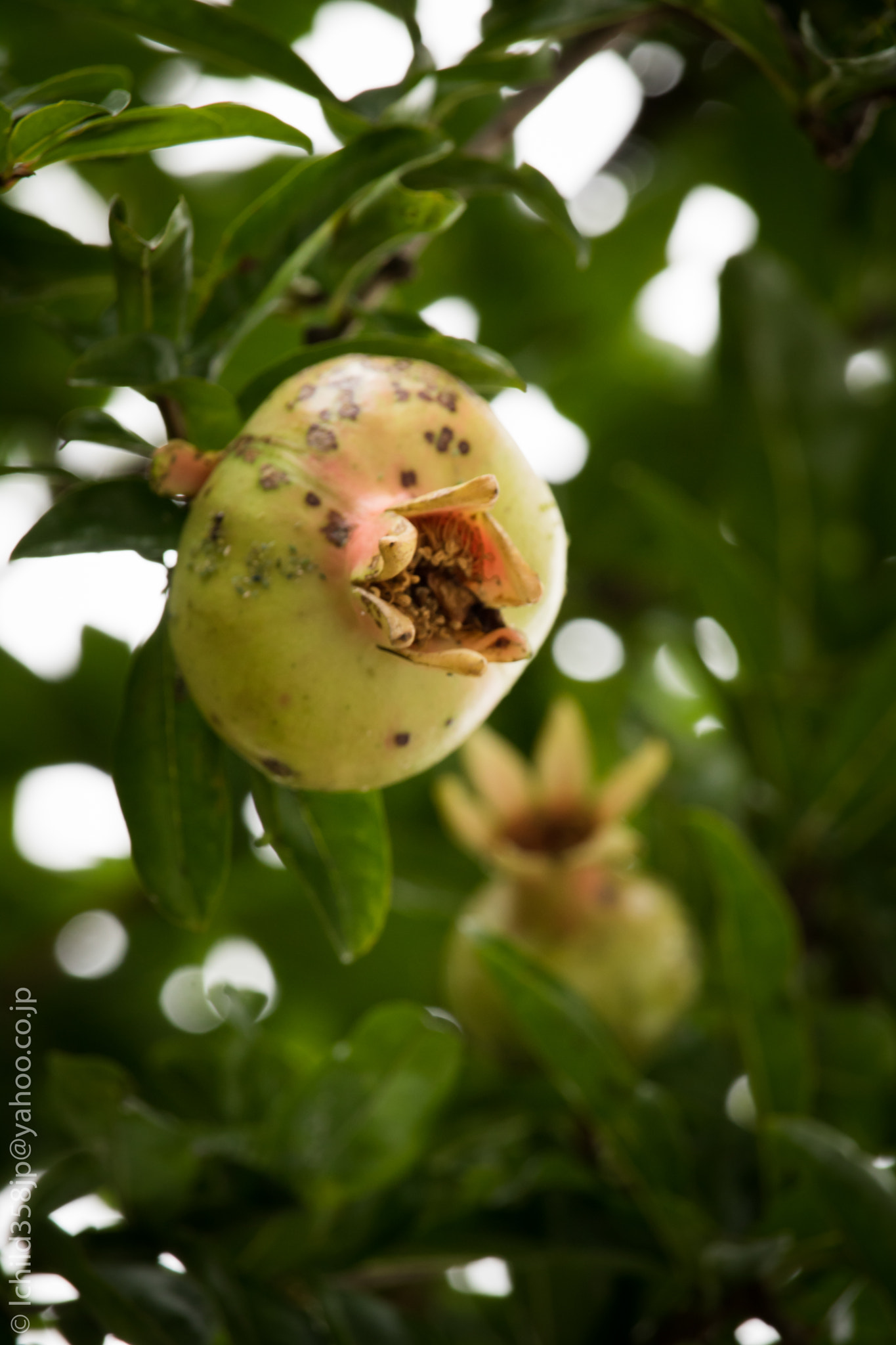 Canon EOS 760D (EOS Rebel T6s / EOS 8000D) + Canon EF-S 55-250mm F4-5.6 IS STM sample photo. Pomegranates photography