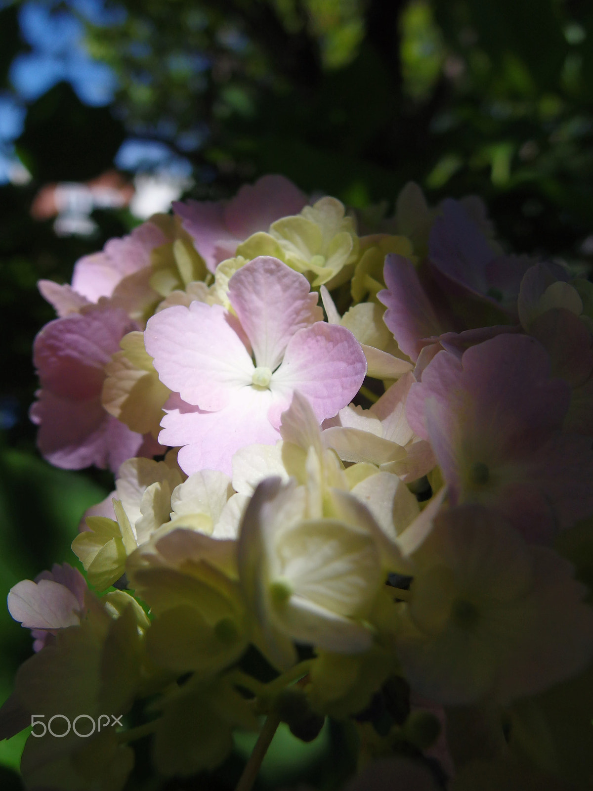 PENTAX RICOH IMAGING PENTAX MX-1 sample photo. Hydrangea in sunlight photography
